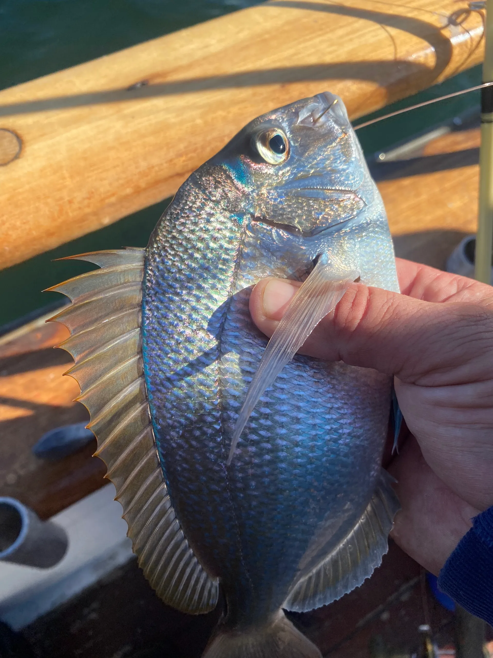Silverton Marine 26 Flybridge in Bay Shore, NY — photo 7