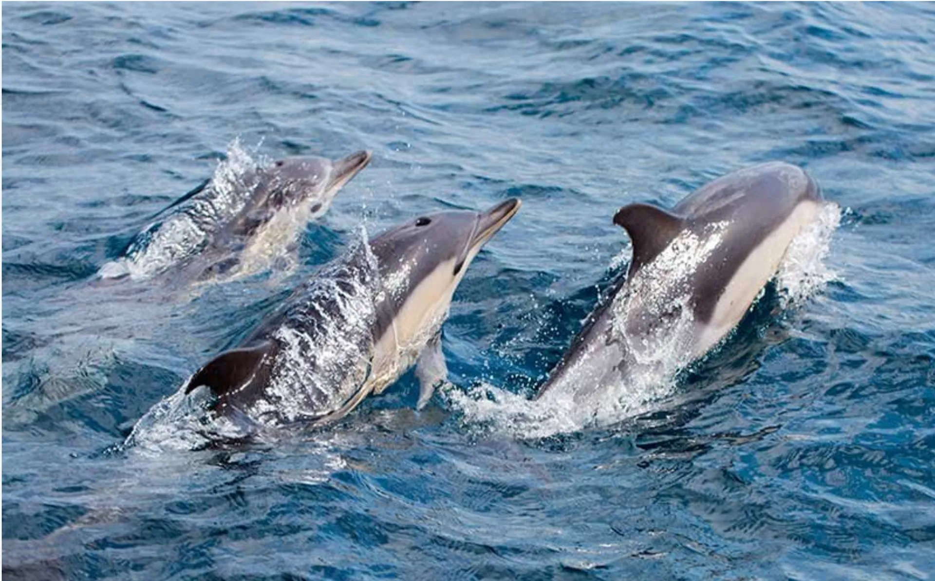  39 Passenger Custom Party Cruiser