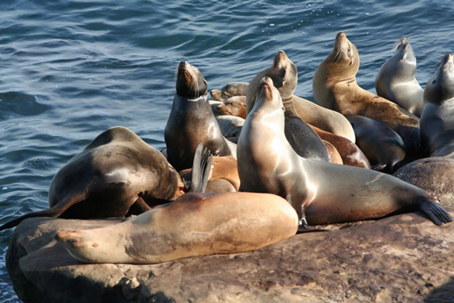  39 Passenger Custom Party Cruiser