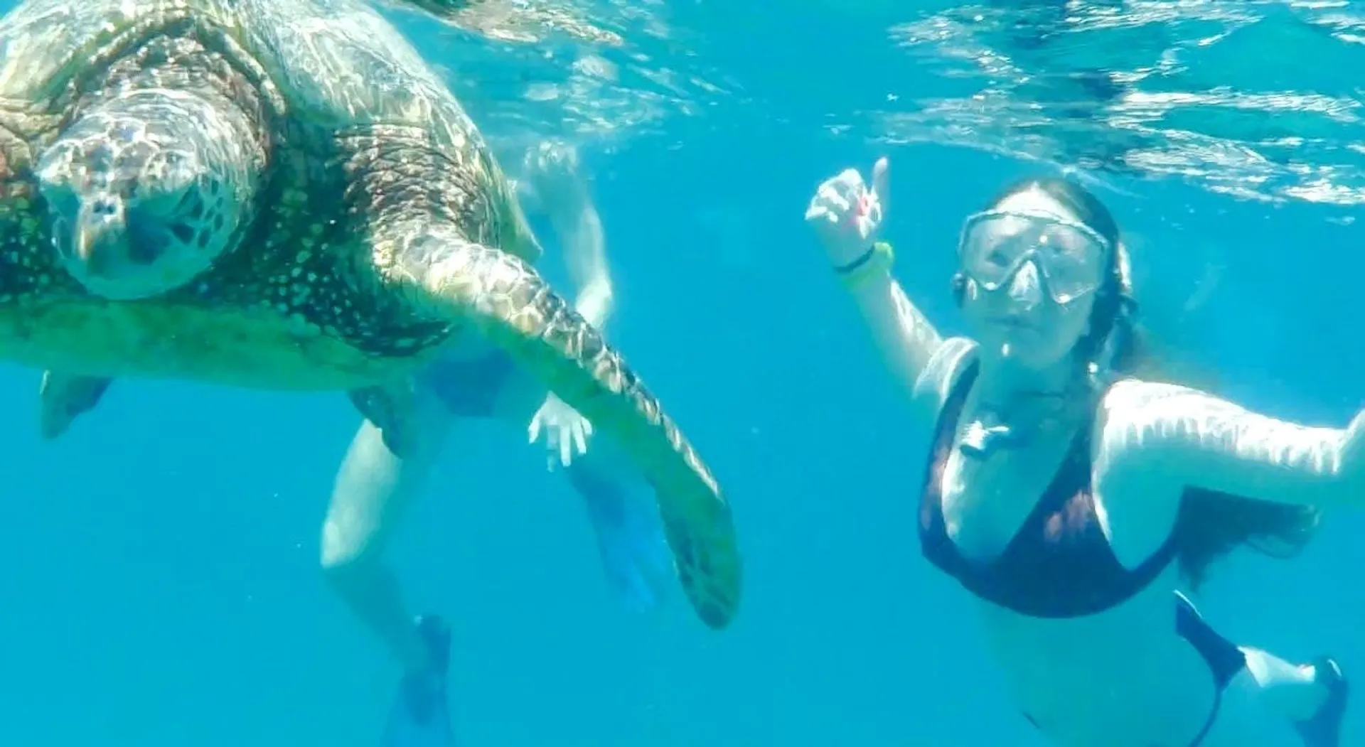 See turtles and Snorkel on a Private Luxury Yacht!