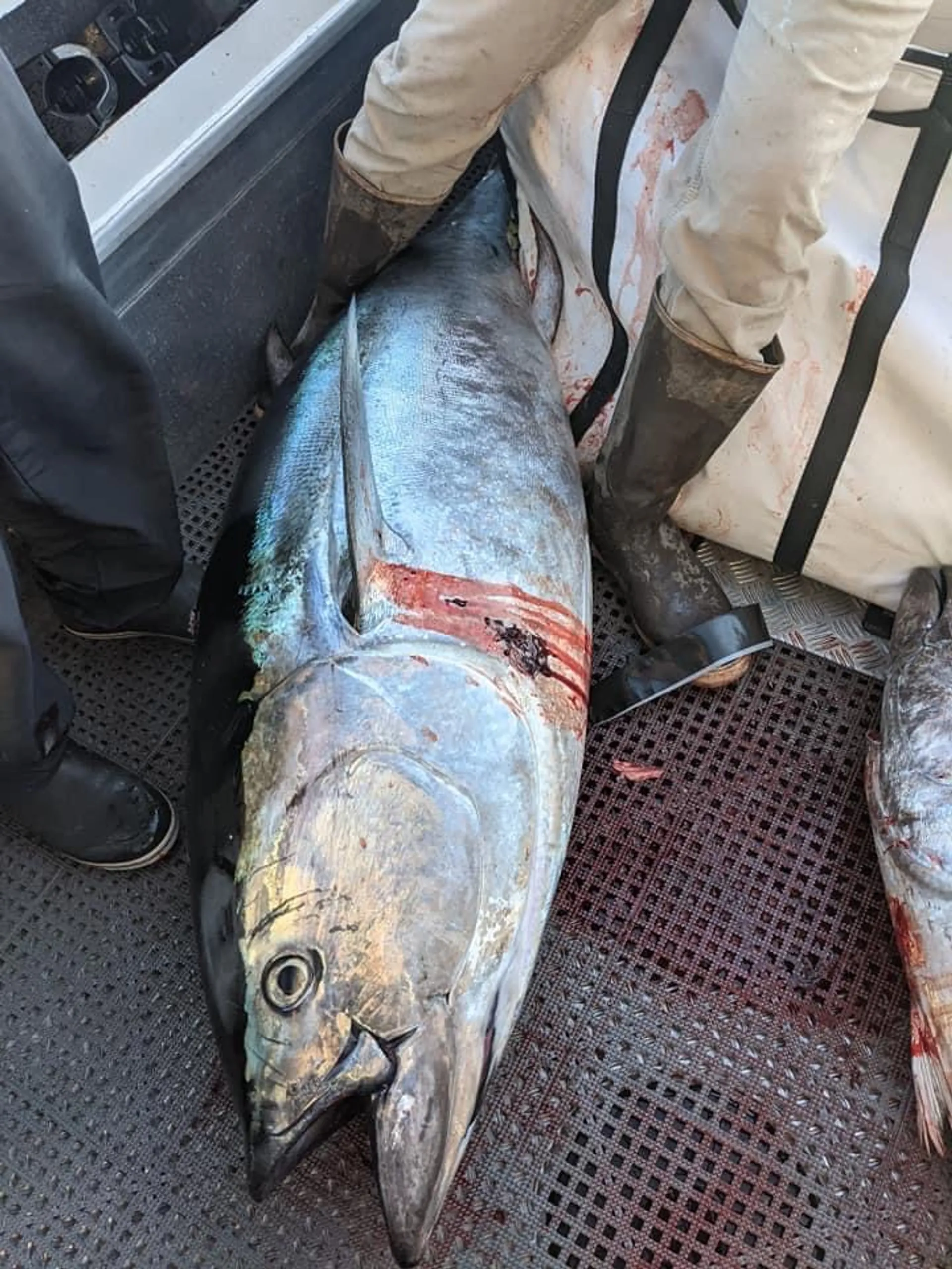 Stabicraft 2570 Super Cab in Newport Beach, CA — photo 8