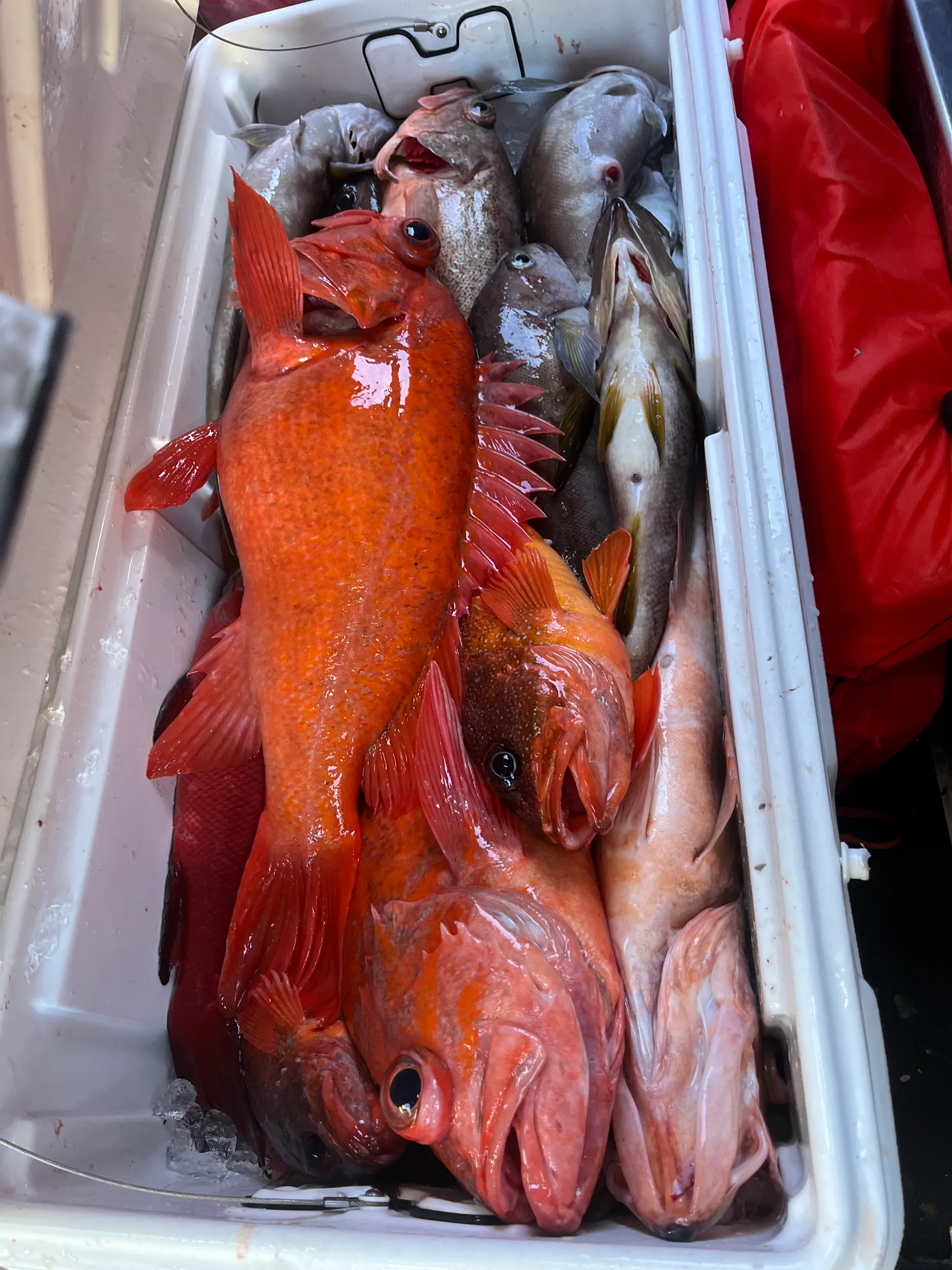 Stabicraft 2570 Super Cab in Newport Beach, CA — photo 9