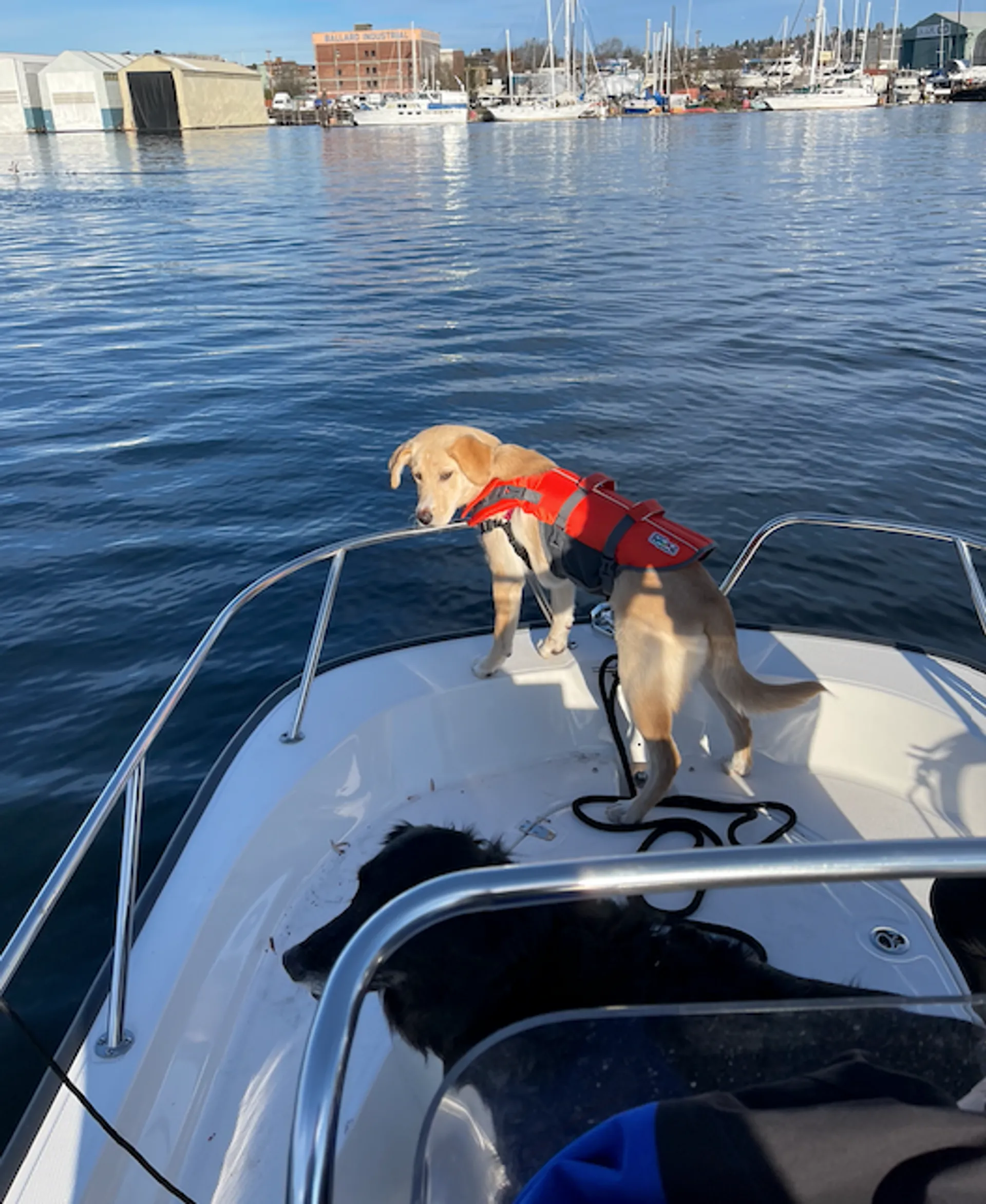BOSTON WHALER 150 MONTAUK in Seattle, WA — photo 2