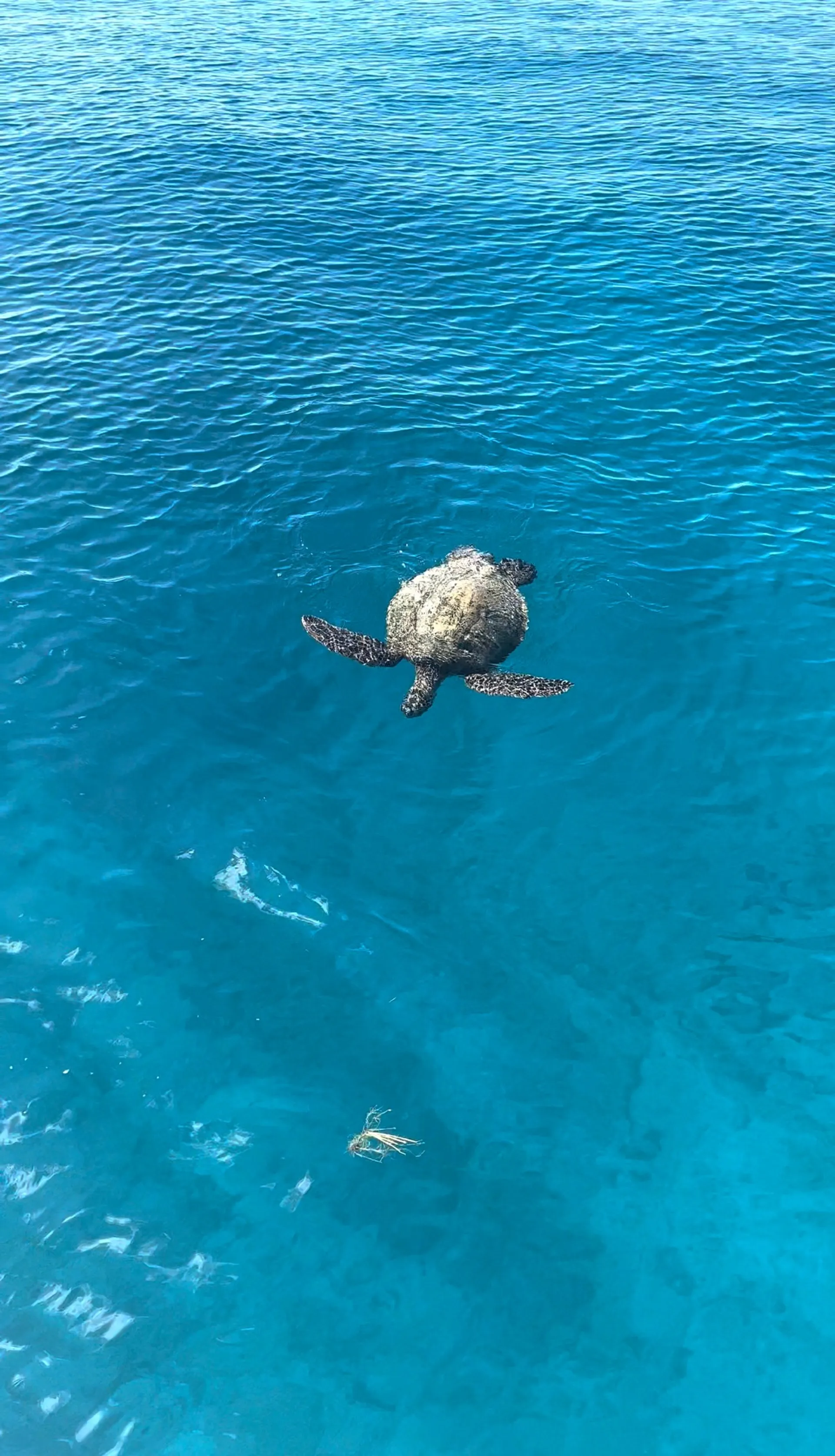 Private Charter On 48 ft Custom Made Sailing Catamaran in Honolulu, HI