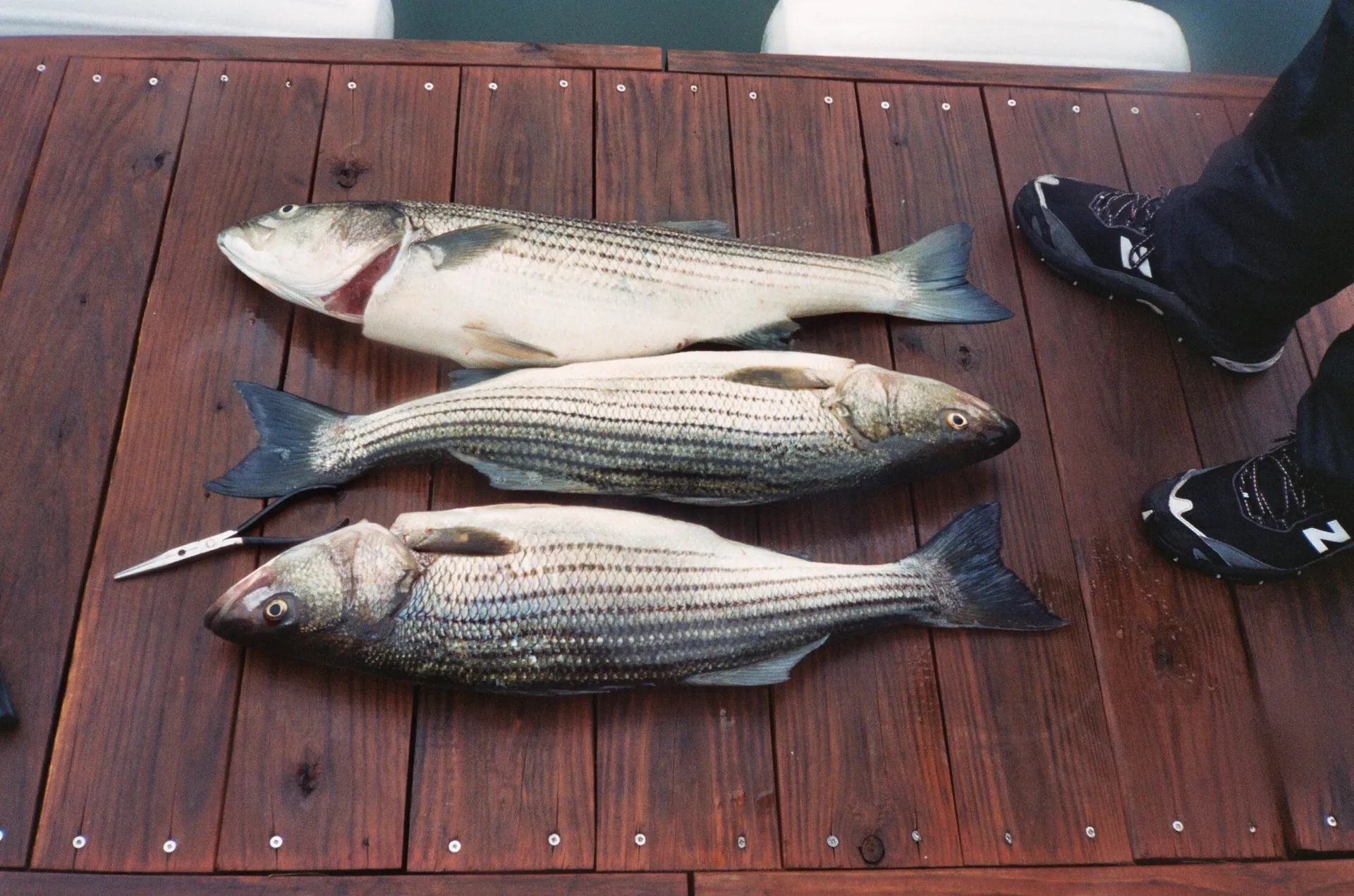 Cruising &amp; Sightseeing or Striper Fishing