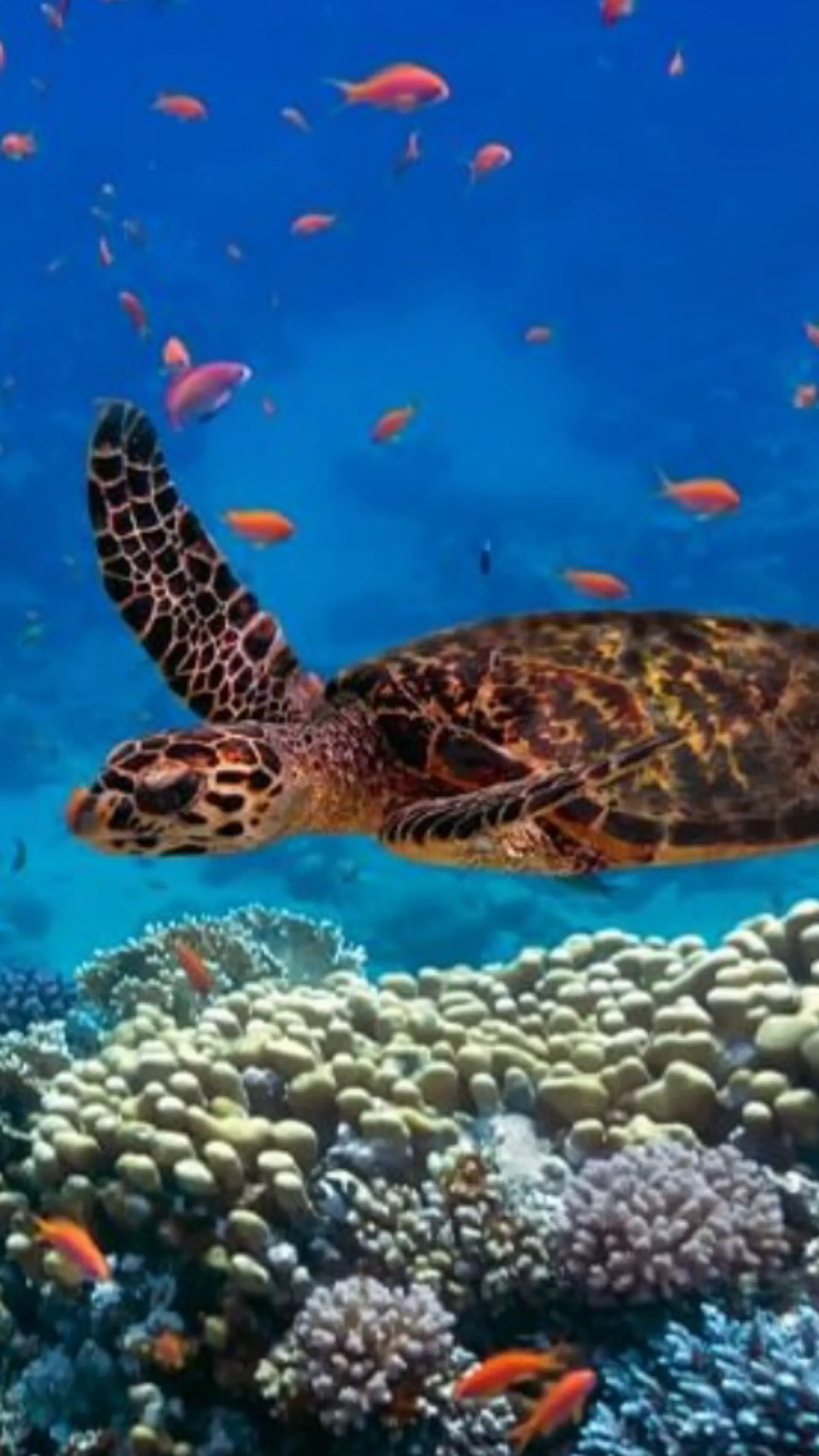 See turtles and Snorkel on a Private Luxury Yacht!