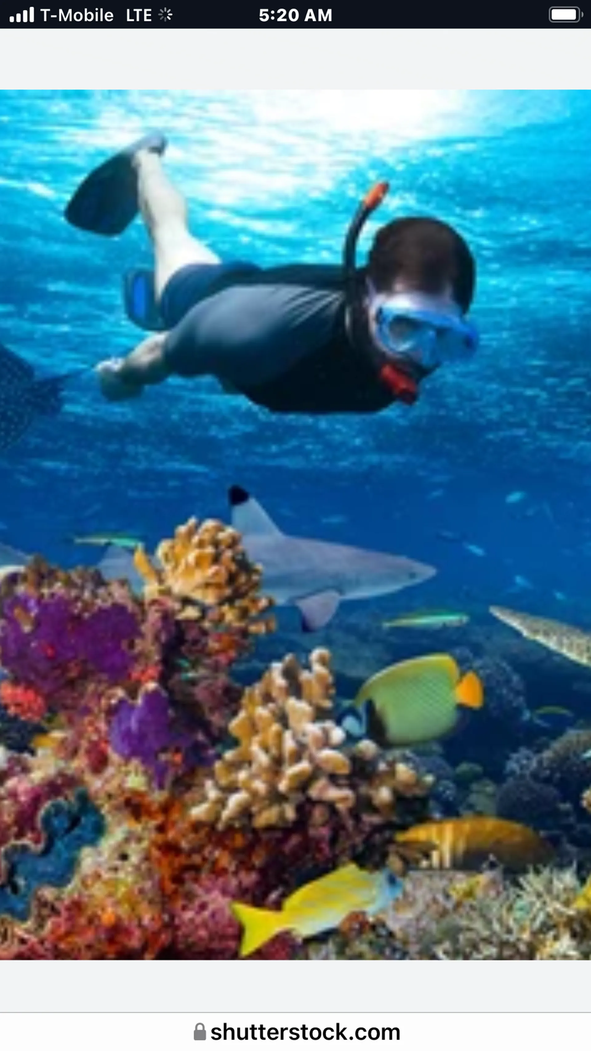 See turtles and Snorkel on a Private Luxury Yacht!