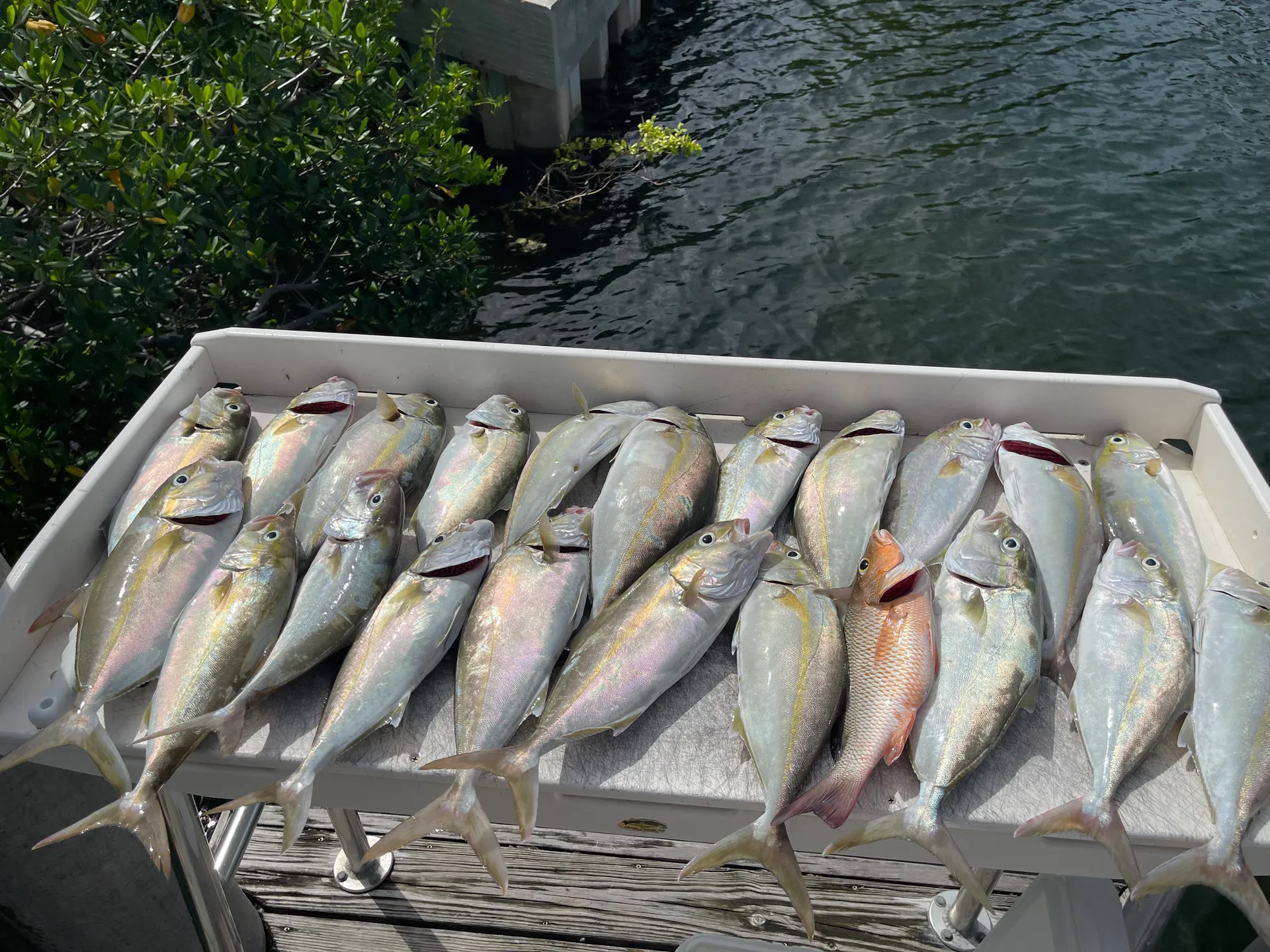 Twin Vee with Charter Captain! Snorkeling, Fishing, Sandabars, Sunsets