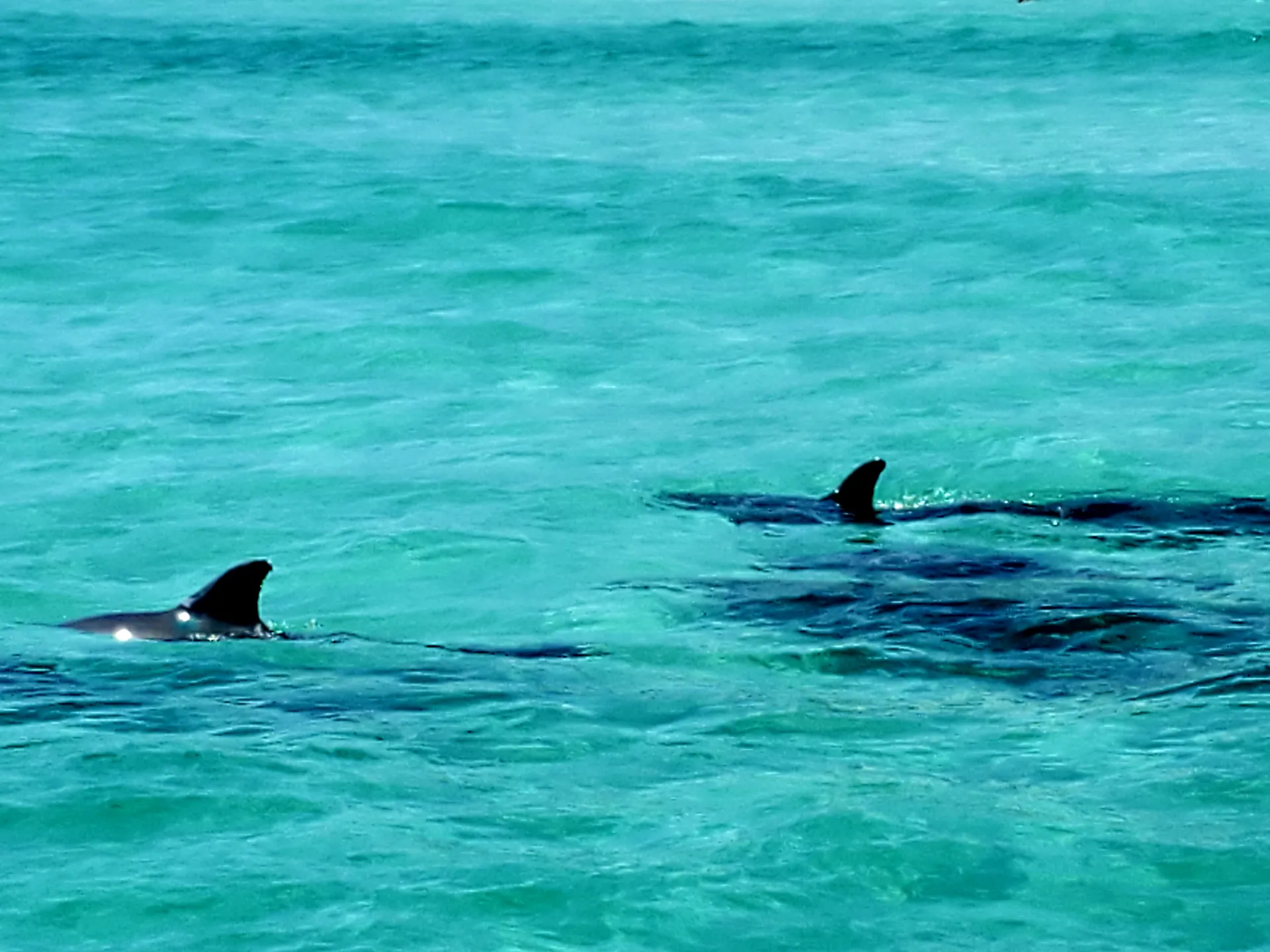 Captained Charter Pontoon Rental