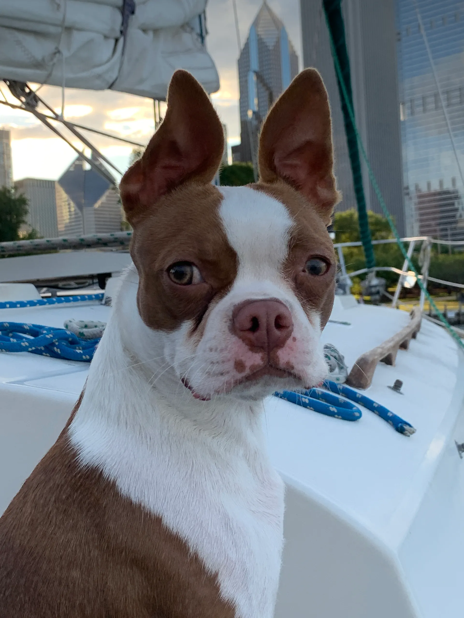 C & C Yachts 36 in Chicago, IL — photo 3