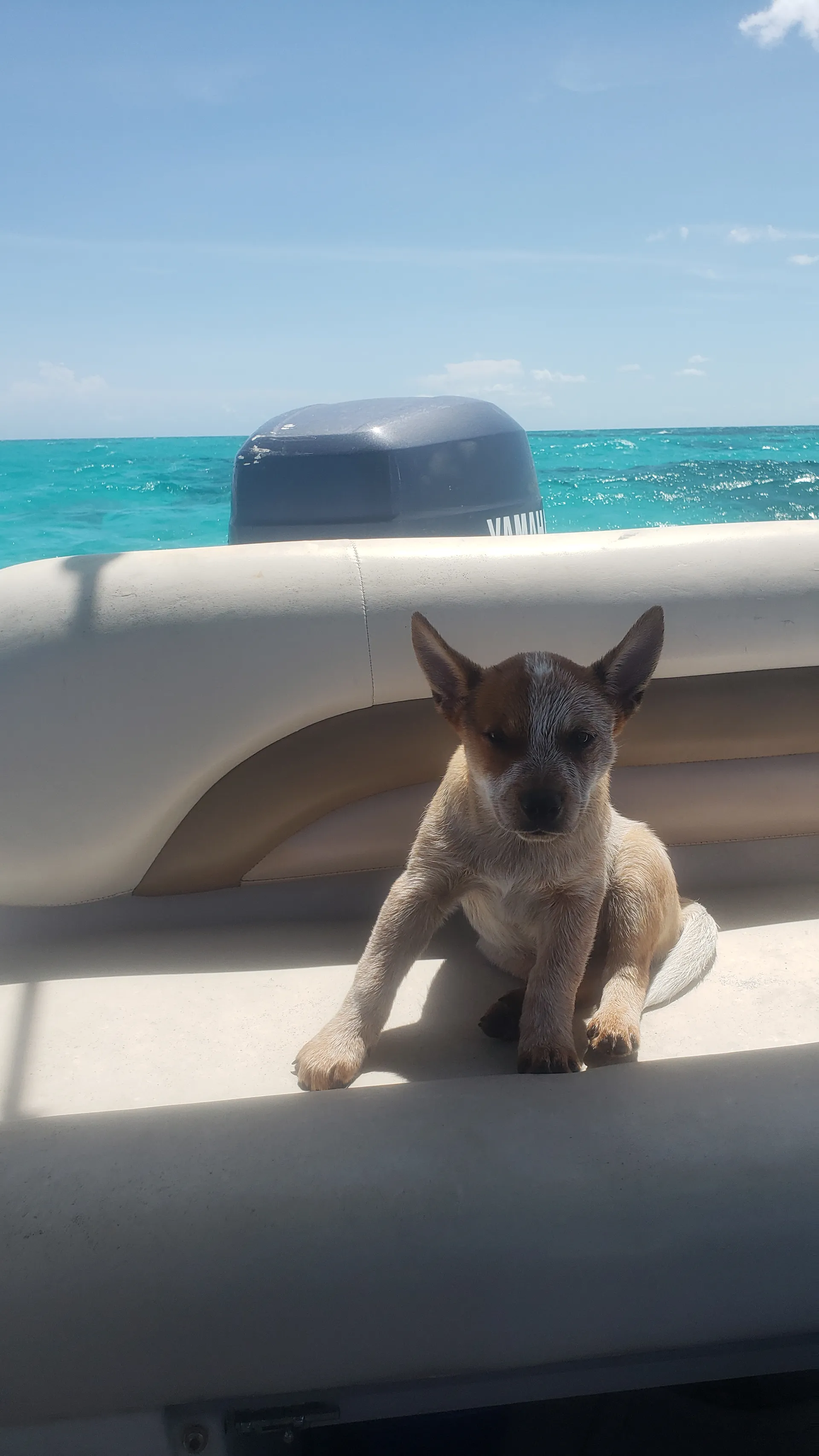 Godfrey Marine Hurricane in Naples, FL — photo 9