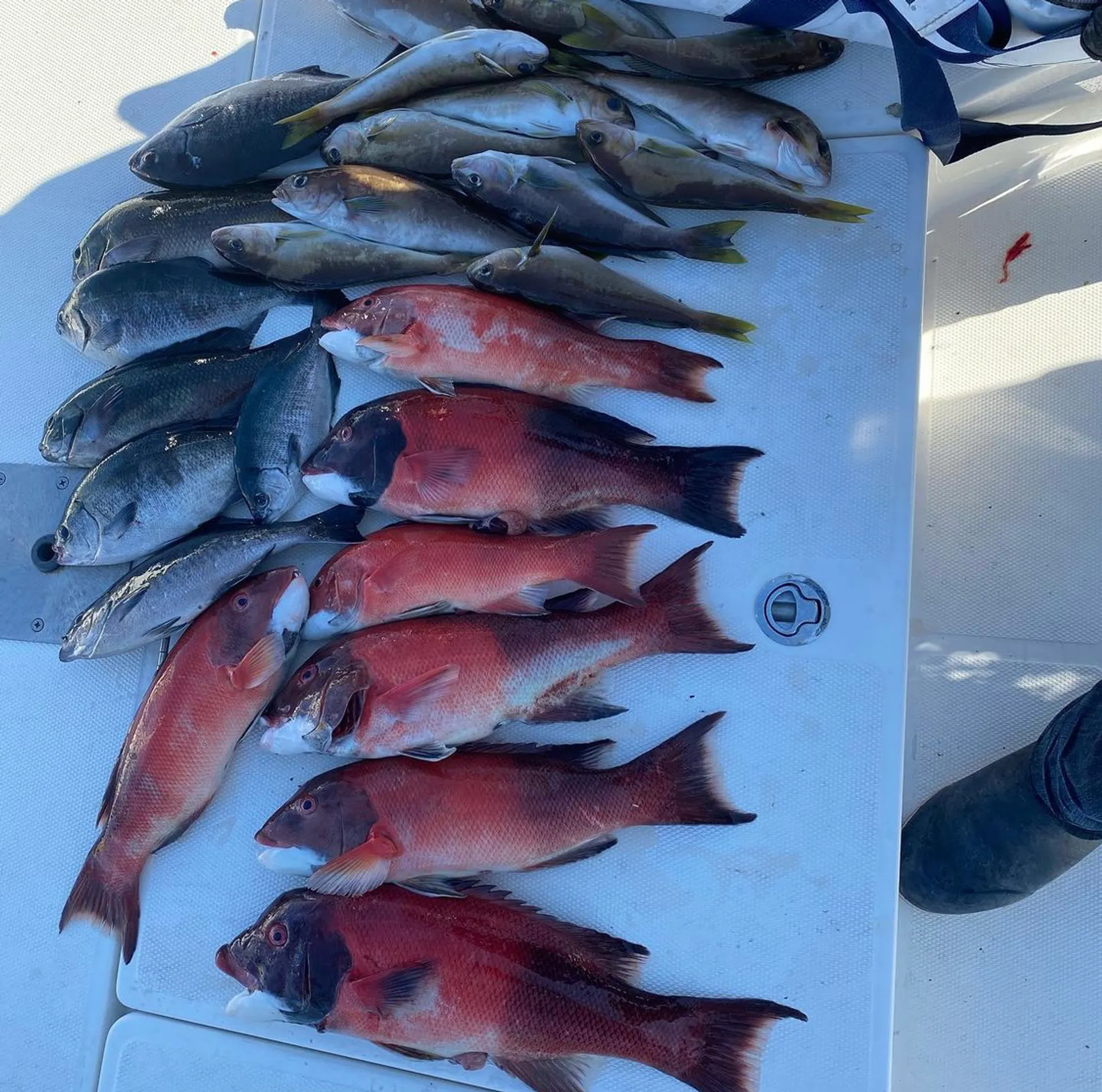 BAYLINER ELEMENT E21 in Los Angeles, CA — photo 9