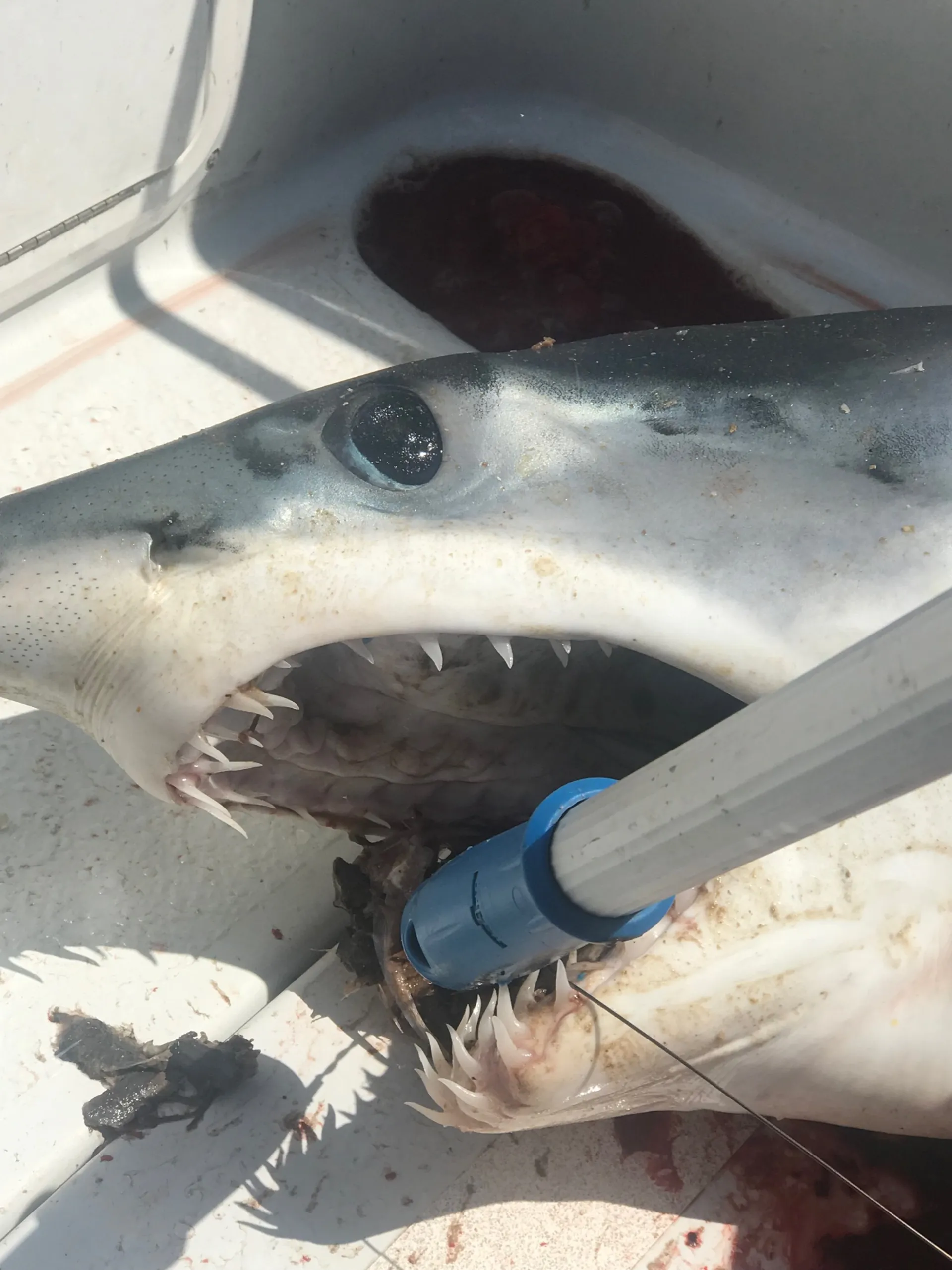 36 ft ProKat inshore & offshore fishing charters