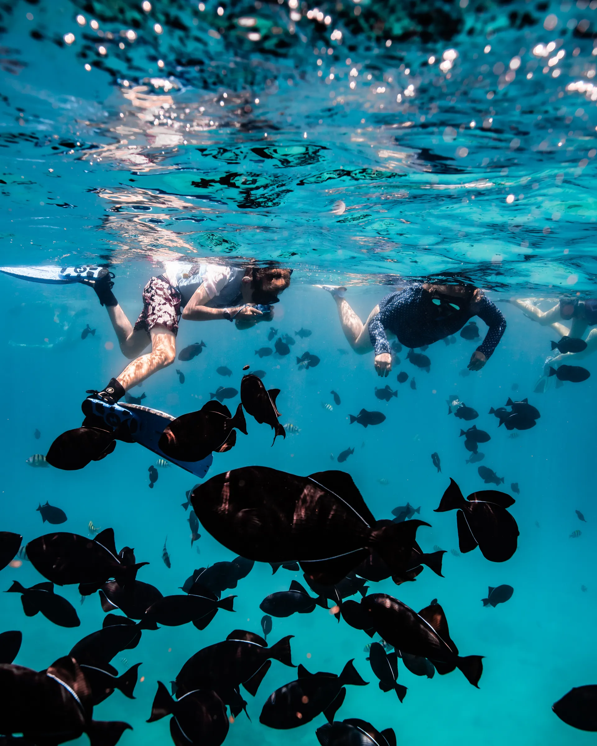 Turtle Canyon Snorkel PRIVATE TOUR