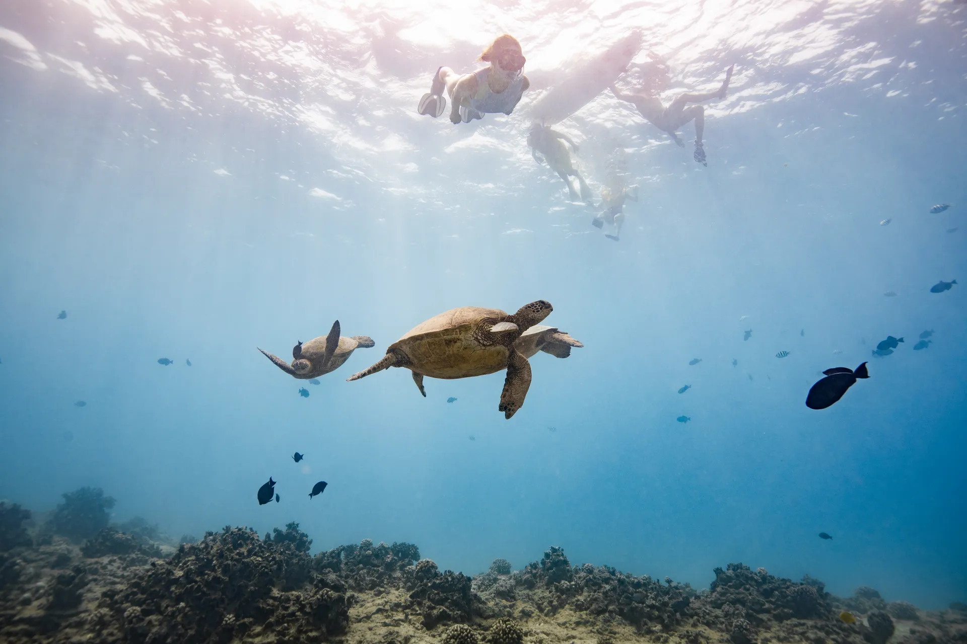 Turtle Canyon Snorkel PRIVATE TOUR