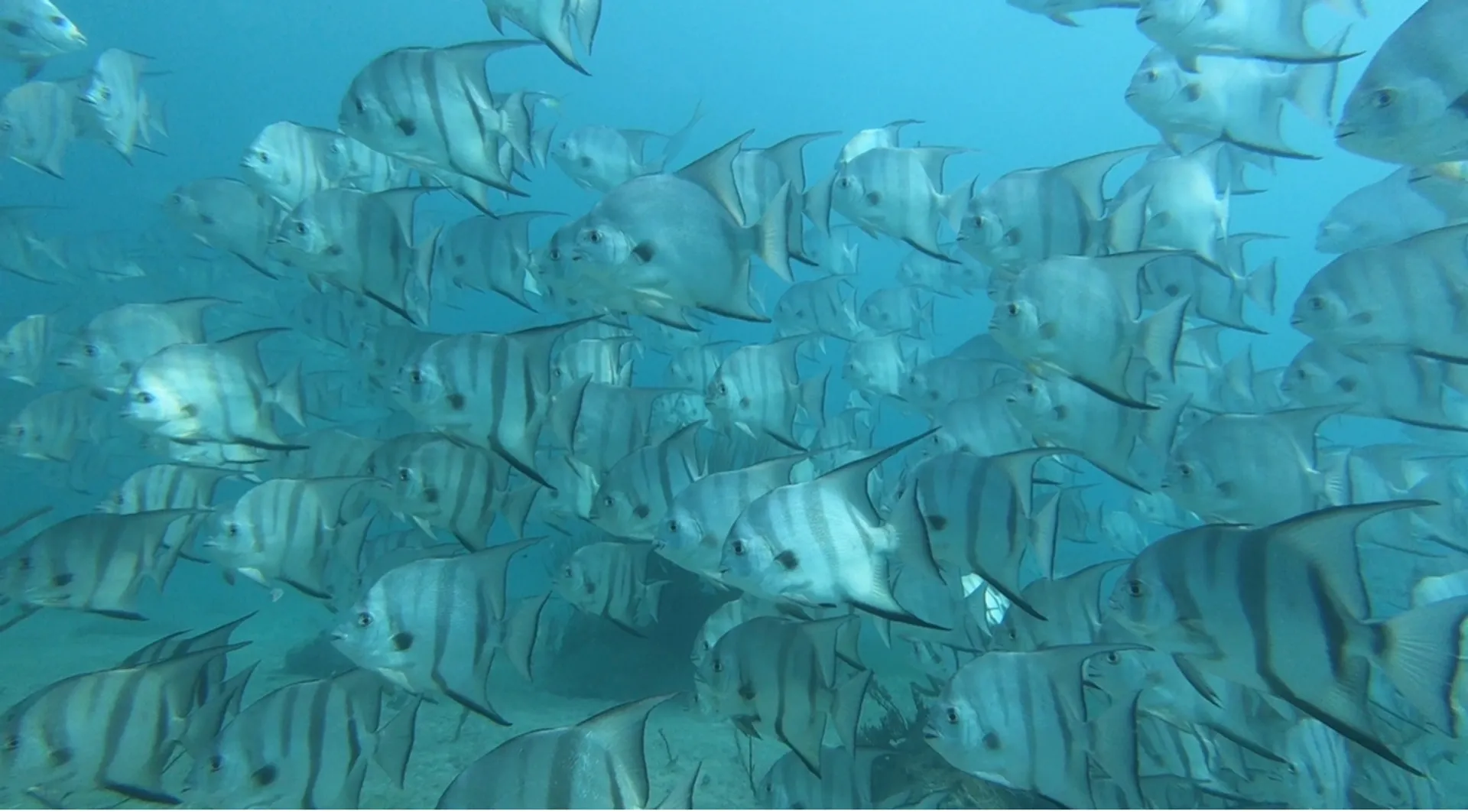 Islamorada Sandbar, Snorkel, Sunset & Sight Tours