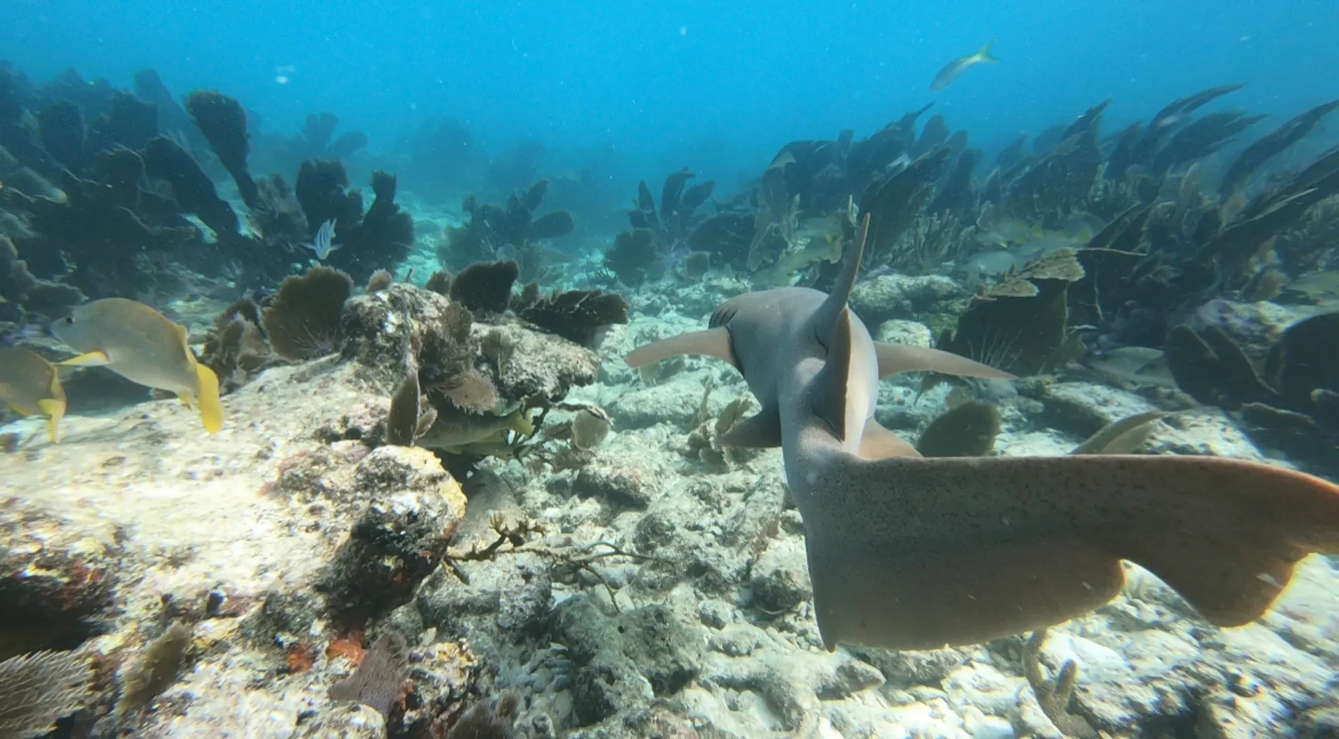 Islamorada Sandbar, Snorkel, Sunset & Sight Tours