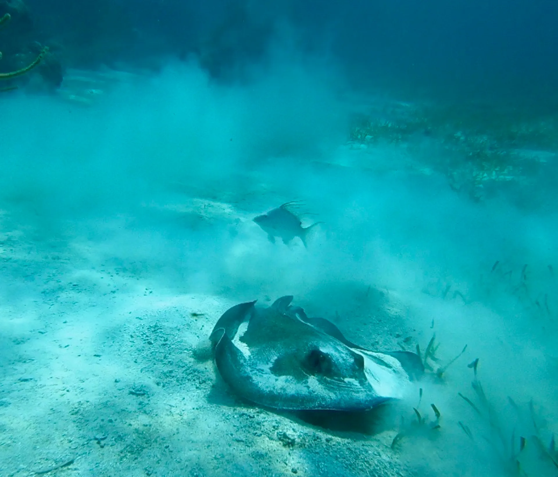Islamorada Sandbar, Snorkel, Sunset & Sight Tours