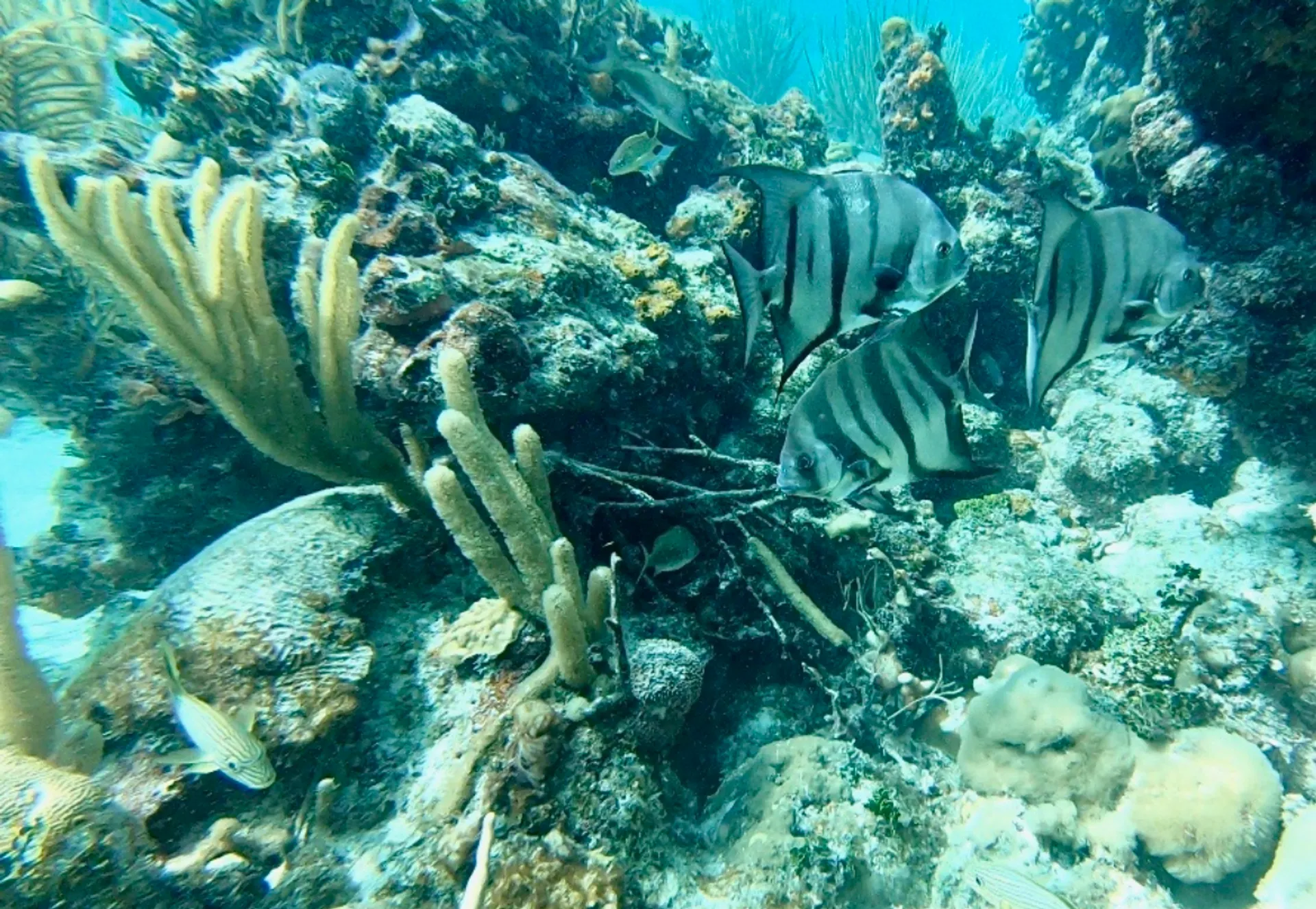 Islamorada Sandbar, Snorkel, Sunset & Sight Tours