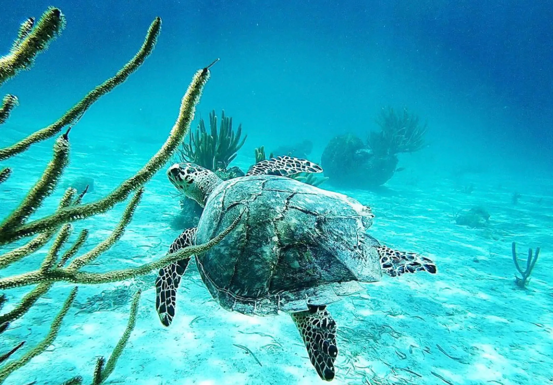 Islamorada Sandbar, Snorkel, Sunset & Sight Tours