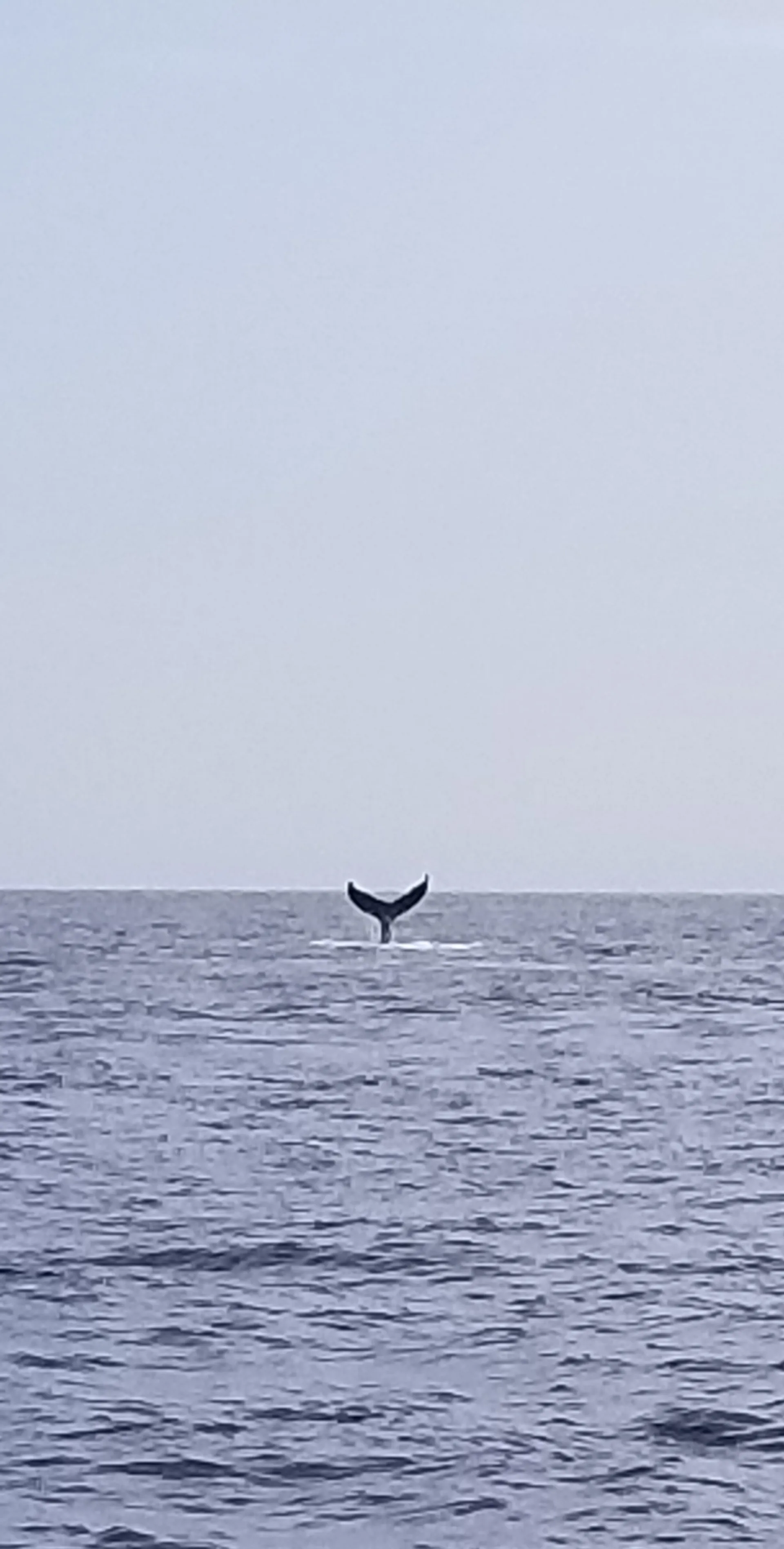 Robalo OB1178963 in Orleans, MA — photo 9