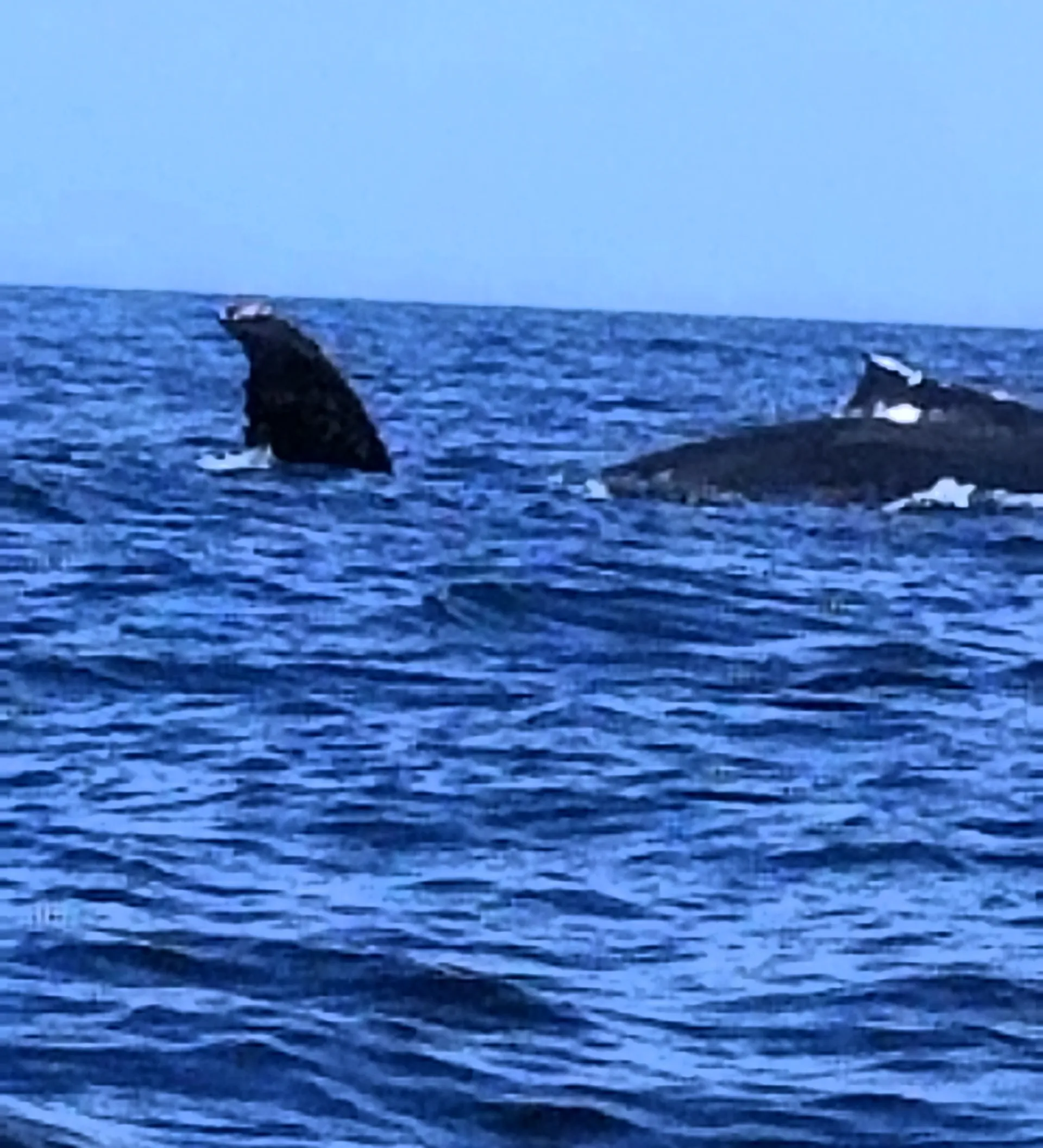 Robalo OB1178963 in Orleans, MA — photo 10