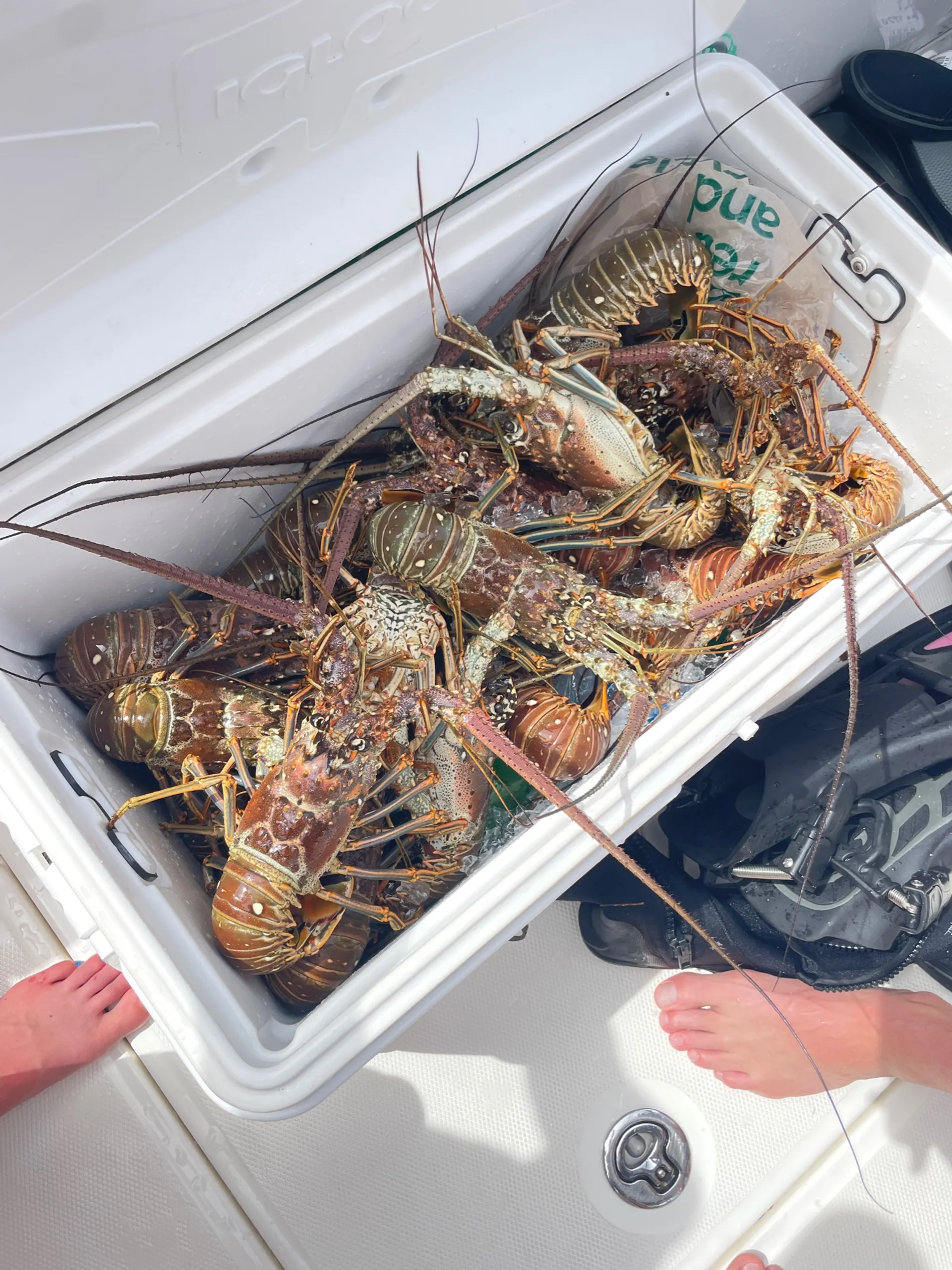 Salty Sandbars Key West Captain / fuel included 