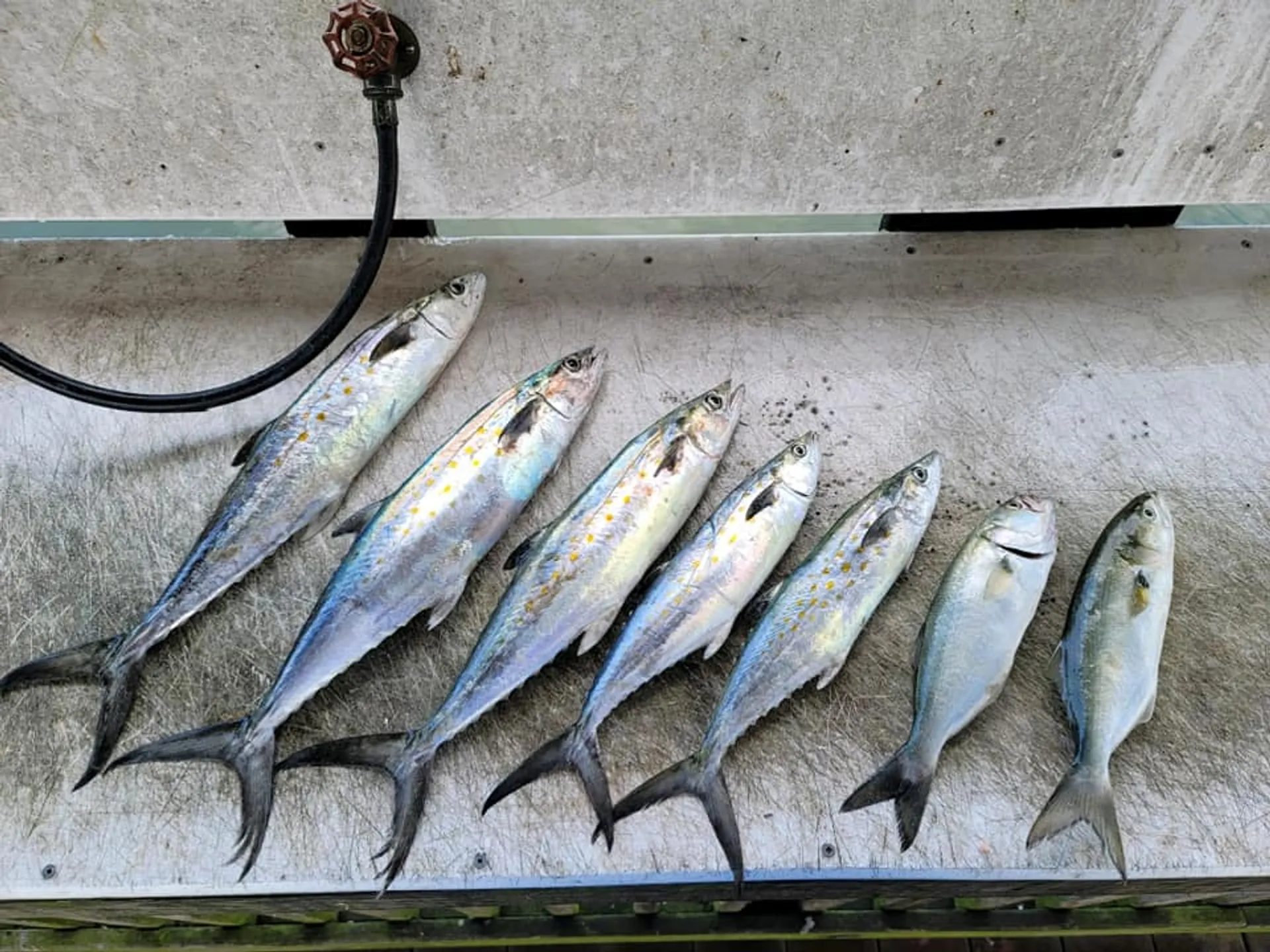 Custom Party Cruises & Fishing Trips in Virginia Beach