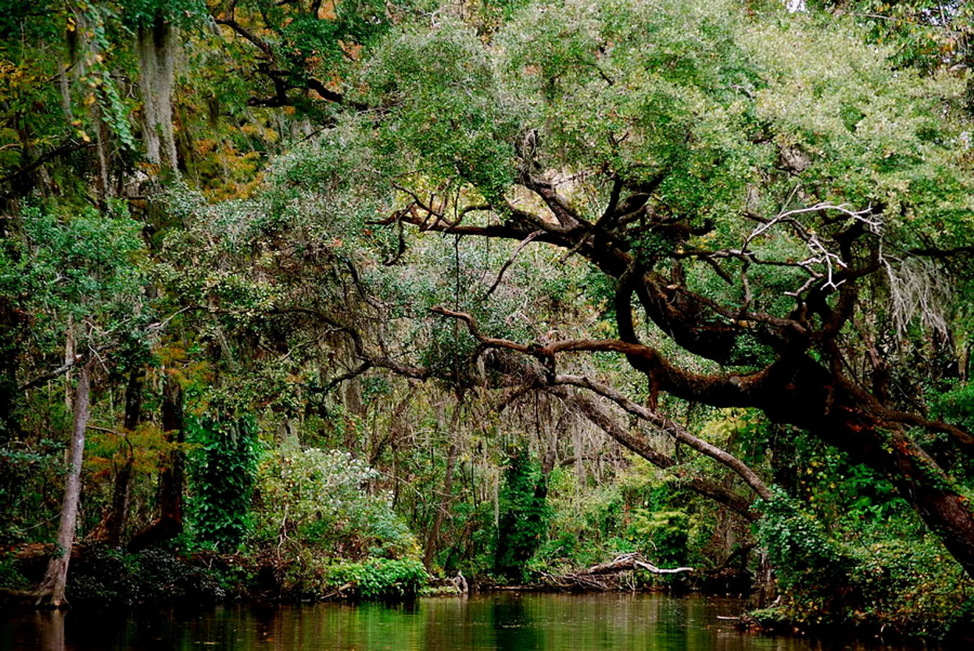 Wakeboard or Surf at Harris Chain of Lakes! - Delivery Available