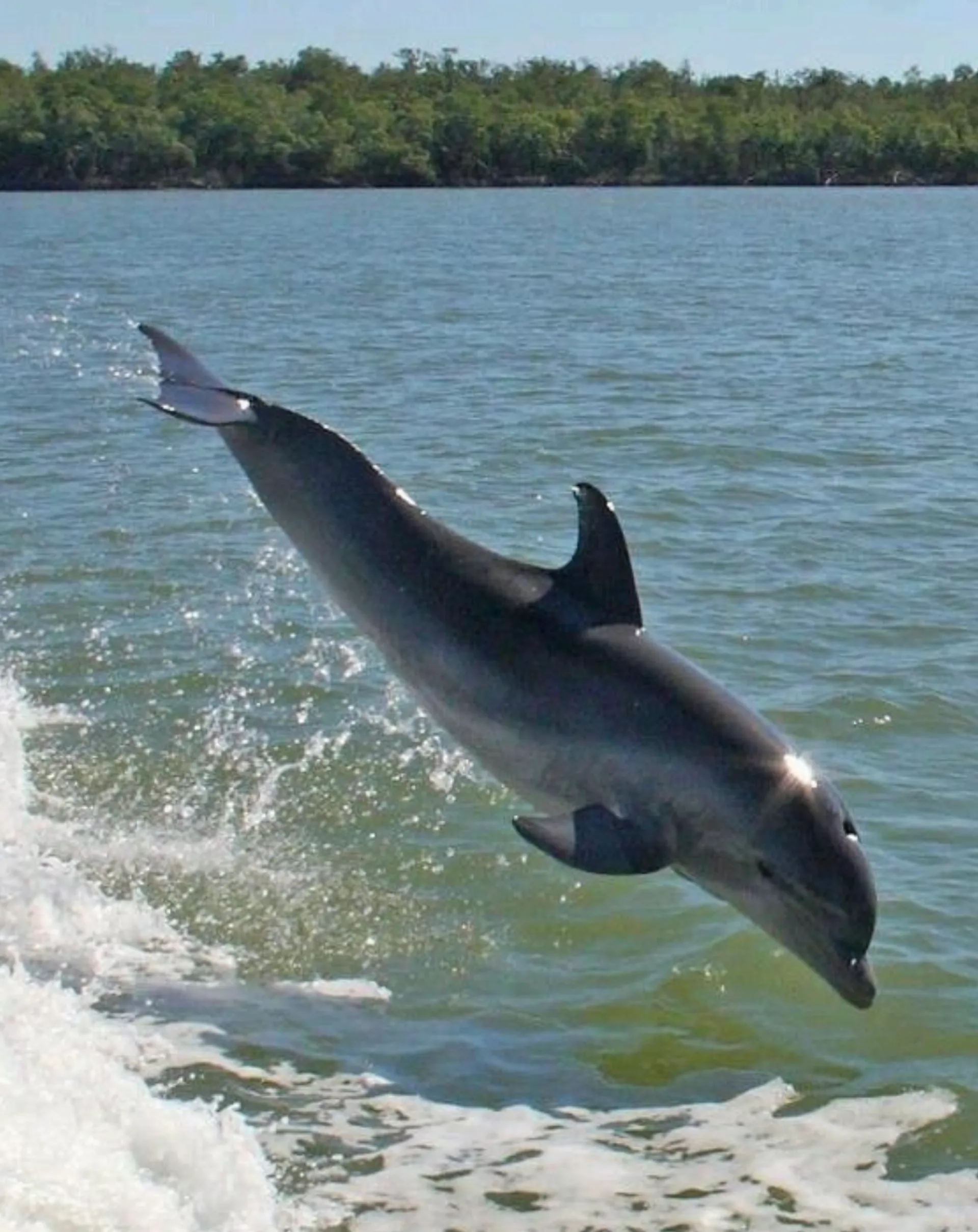 30' Worldcat with a Captain in  Naples, FL!