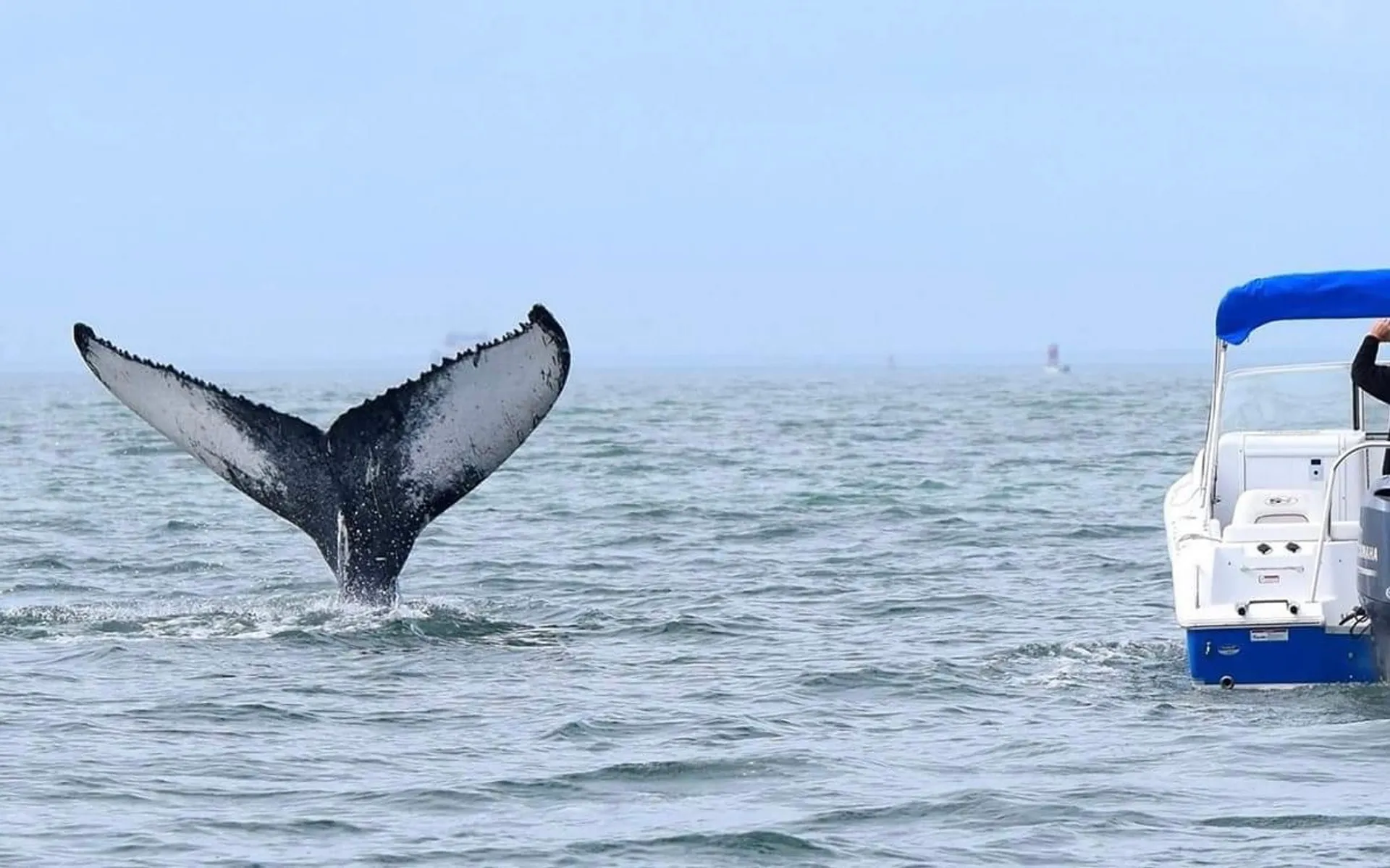 Intrepid 350 Walkaround w/ bathroom