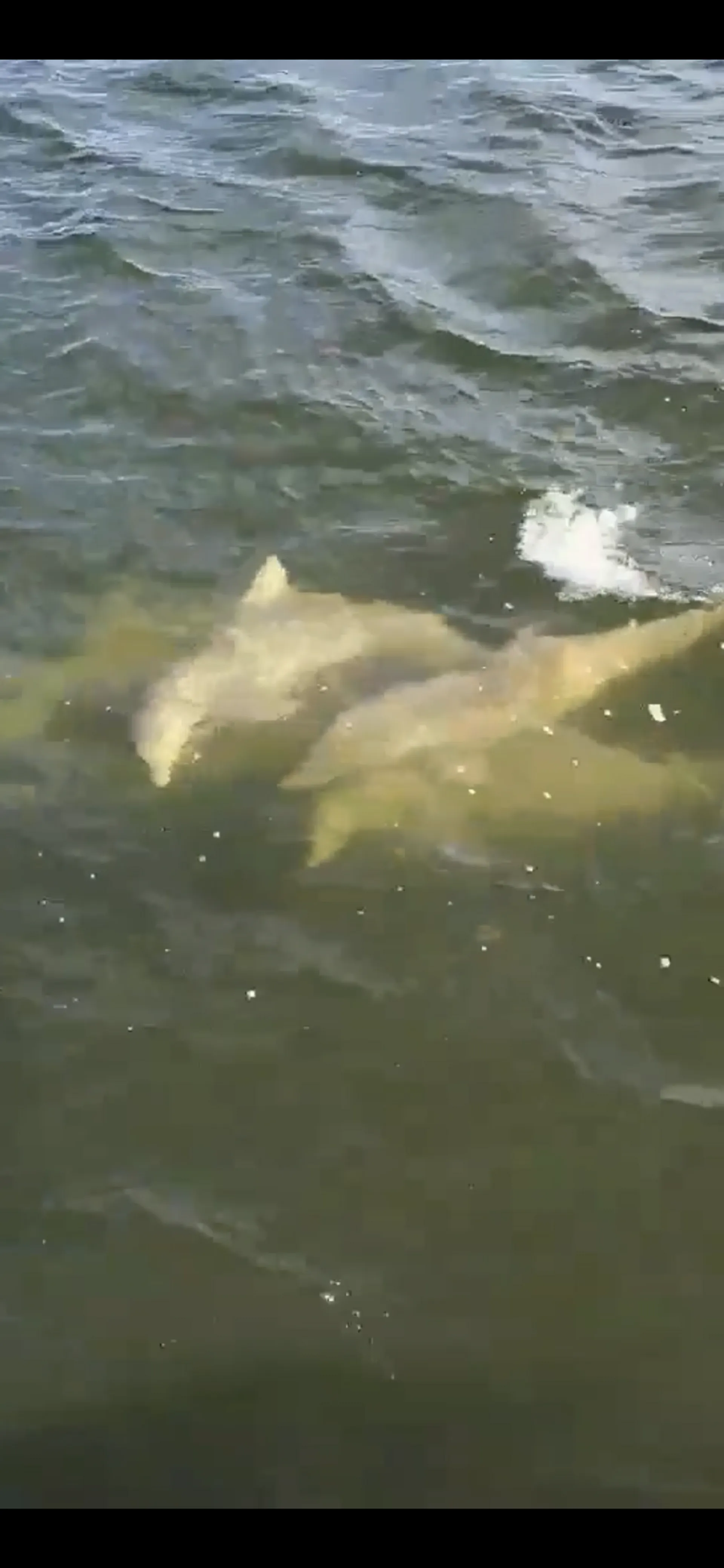 Tidewater 252 cc Adventure with tower