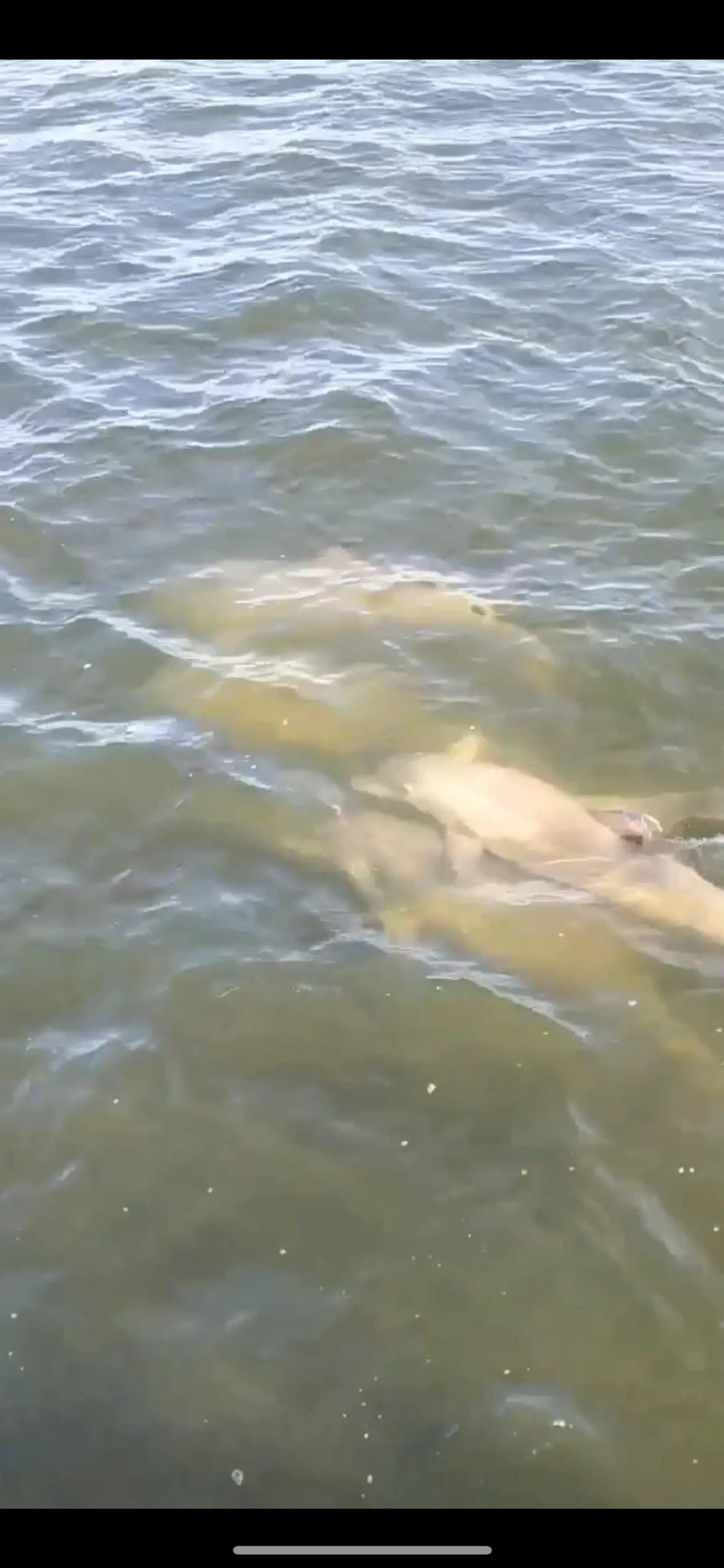 Intrepid 350 Walkaround w/ bathroom