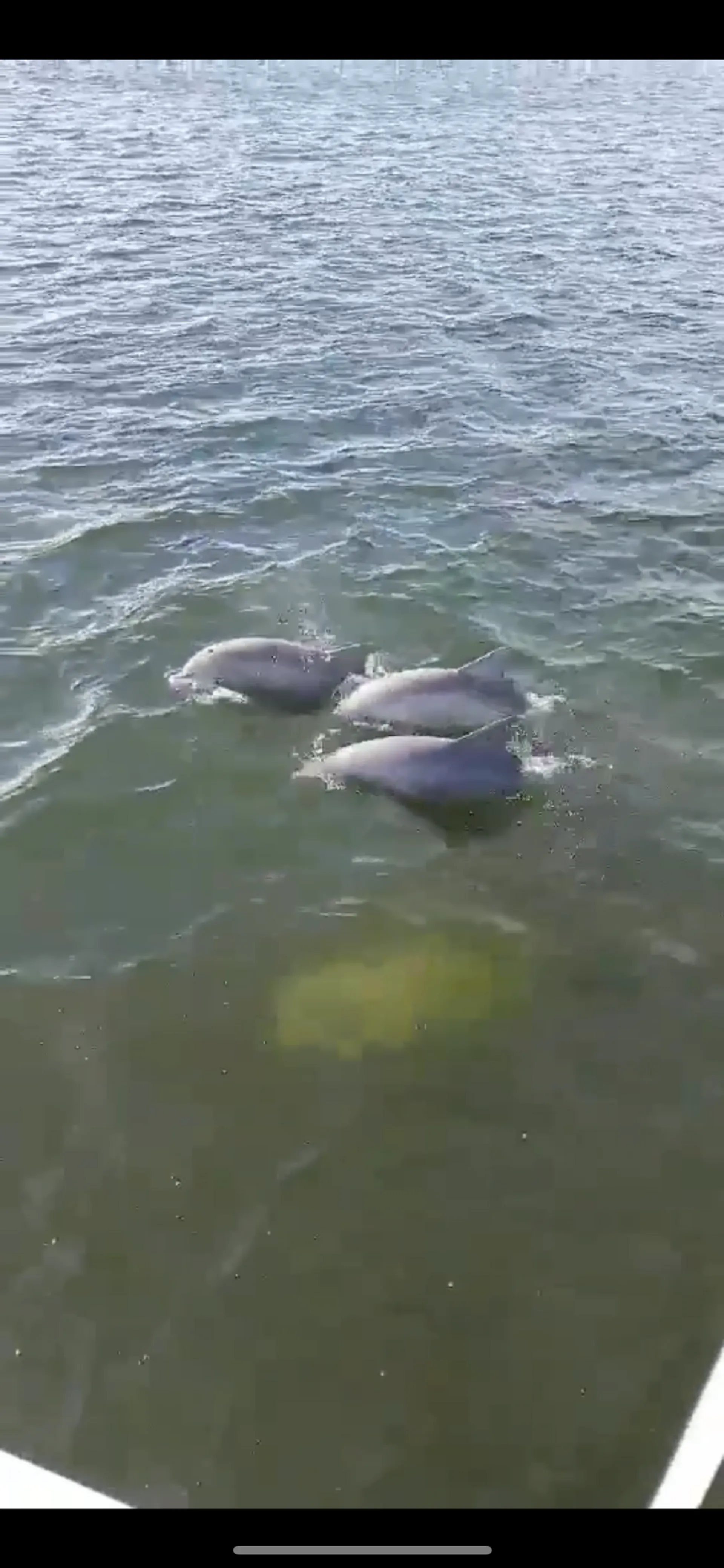 Intrepid 350 Walkaround w/ bathroom