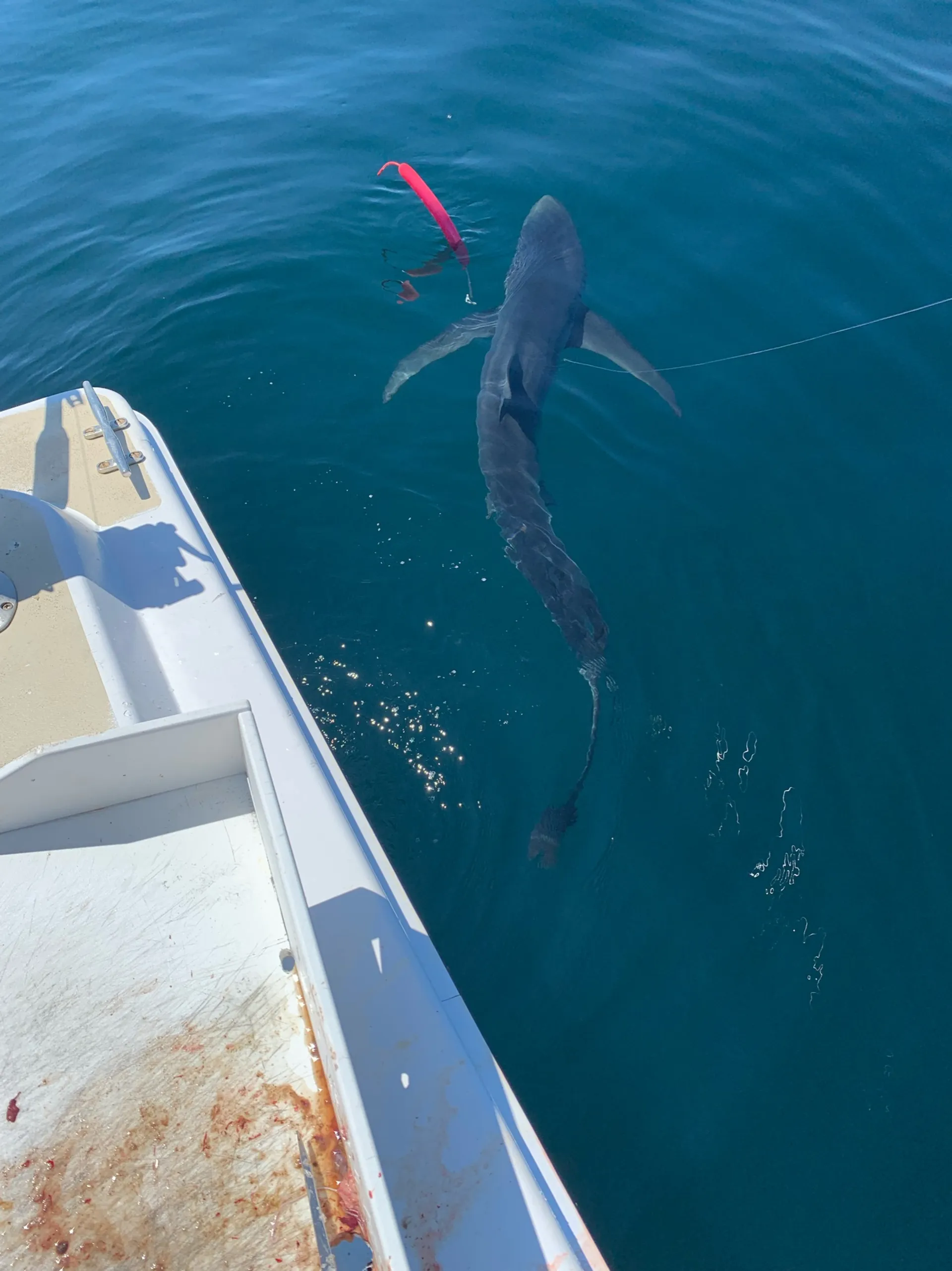 Unmatched Stability and Serious Sportfishing: 40' Sportfish Catamaran
