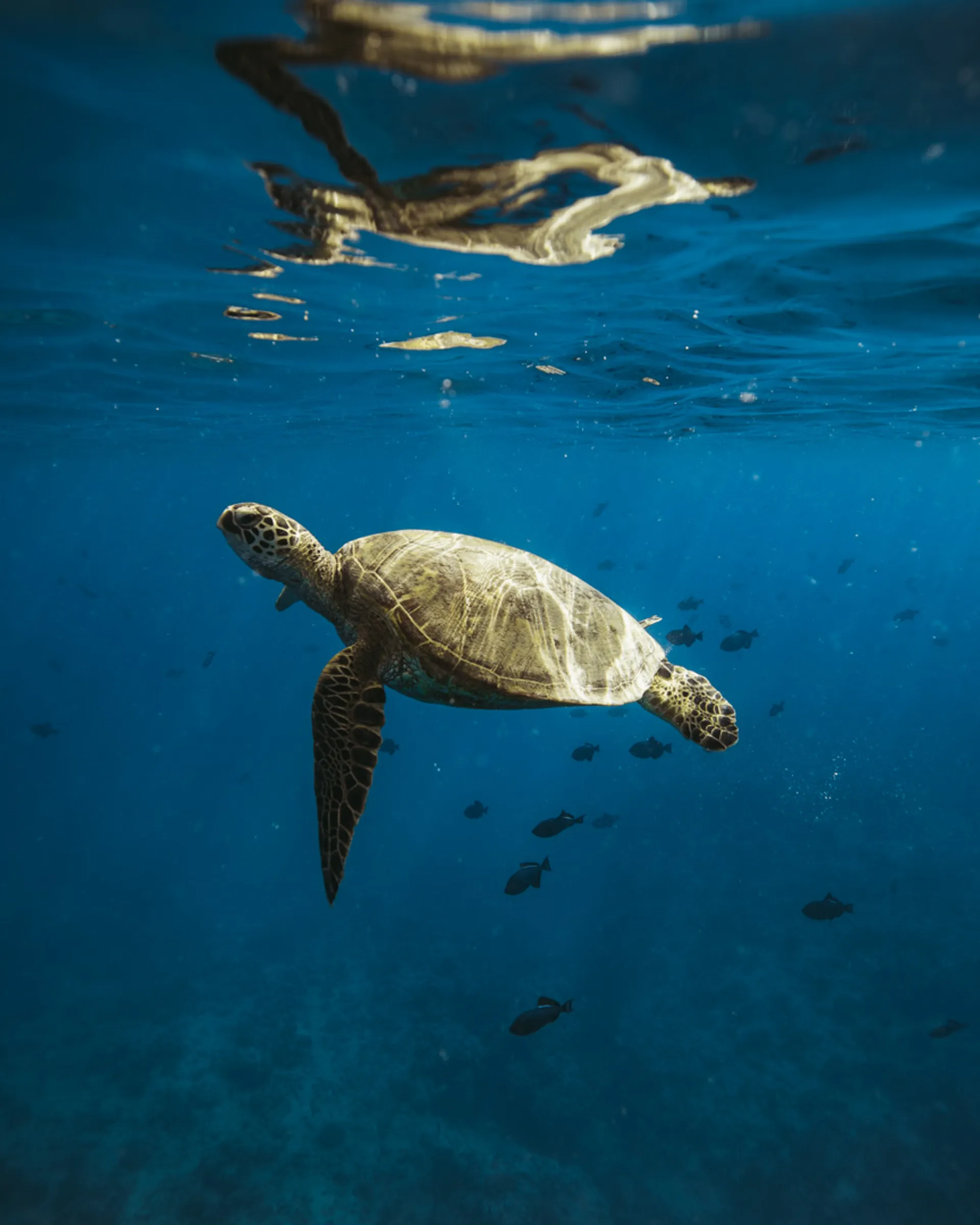 Private Catamaran, experience Waikiki with the best Crew