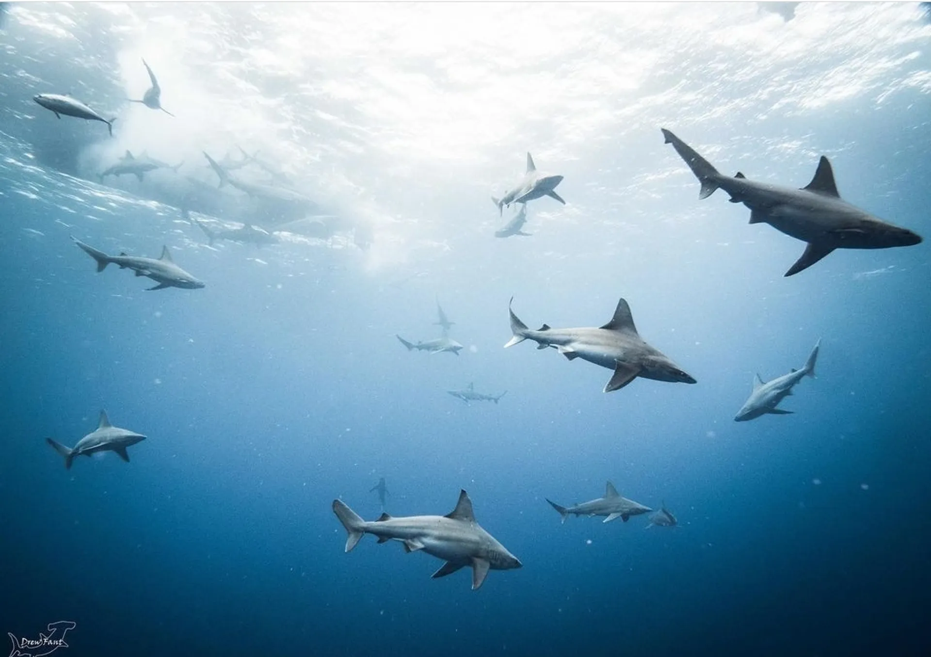 Hatteras Yachts 31 Sport Cruiser in Haleiwa, HI — photo 10