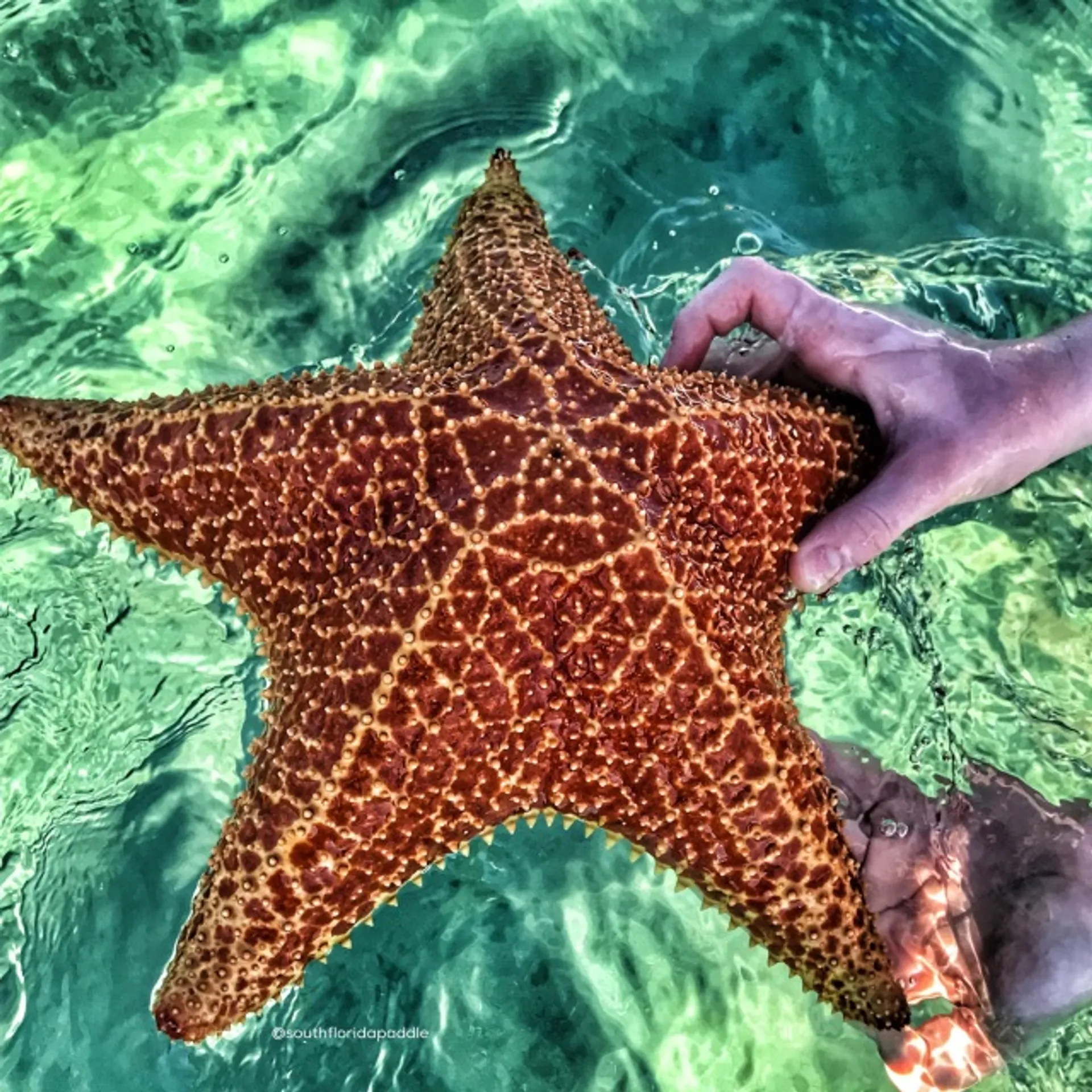 🎇38' SCOUT INCLUDES CAPTAIN, FUEL  20% OFF ALL CHARTERS🎇