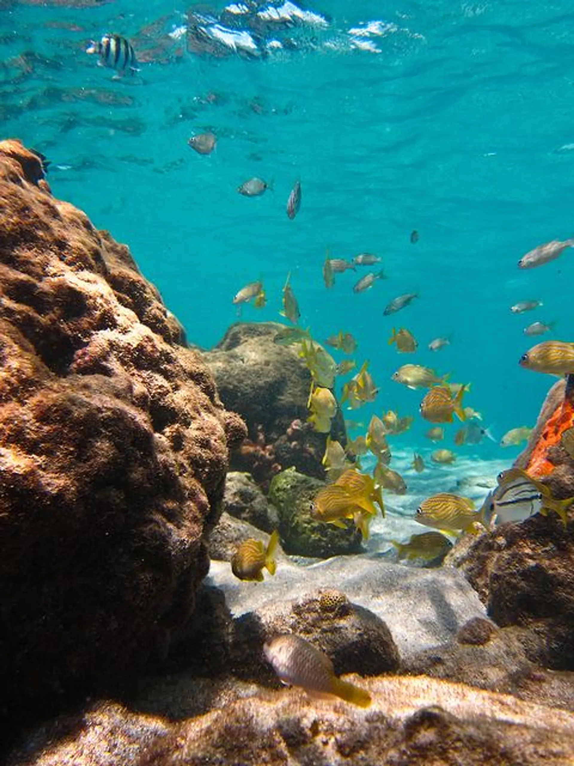 🎇38' SCOUT INCLUDES CAPTAIN, FUEL  20% OFF ALL CHARTERS🎇