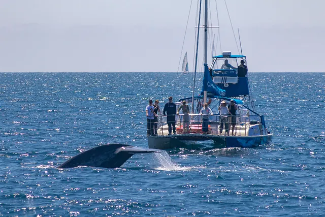 Rent a Marples catamaran in Dana Point, CA near me