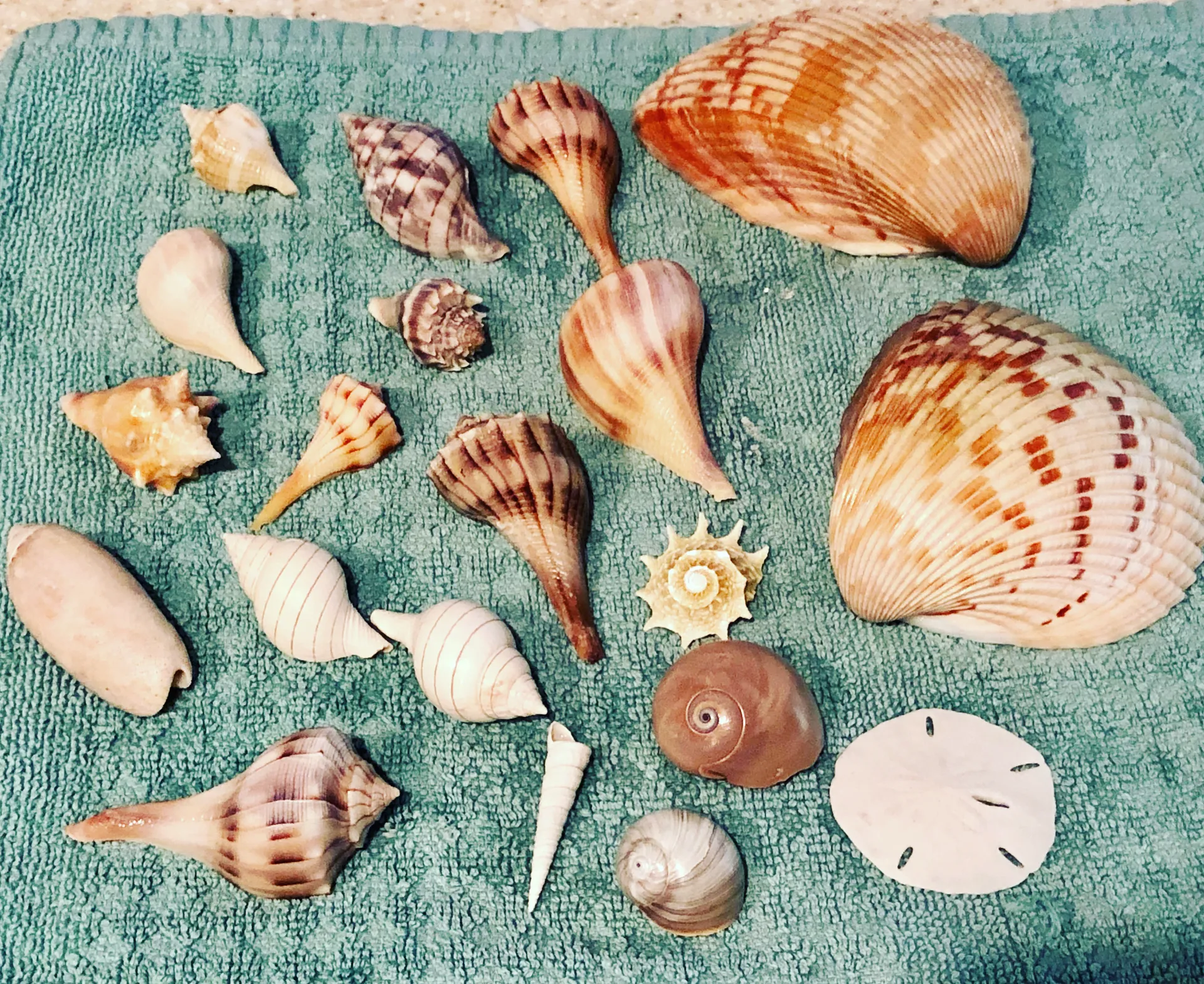 Hurricane sd 2690 in Dunedin, FL — photo 5