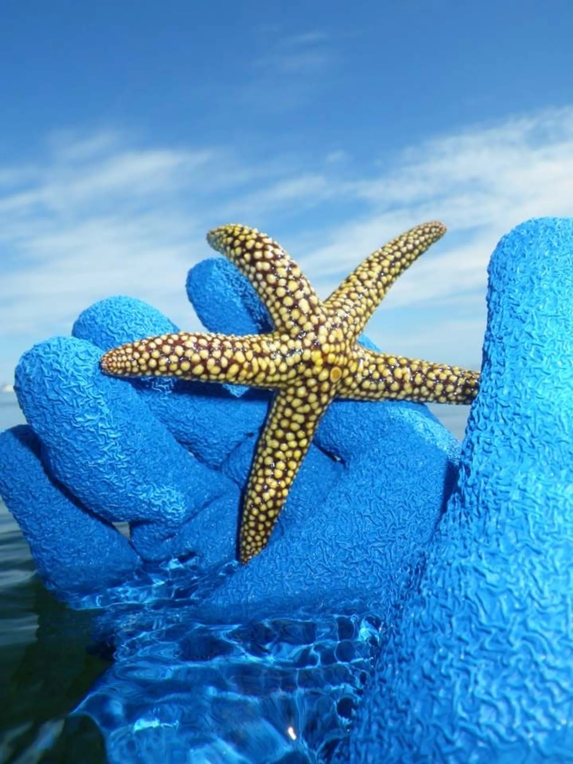 Hurricane sd 2690 in Dunedin, FL — photo 10