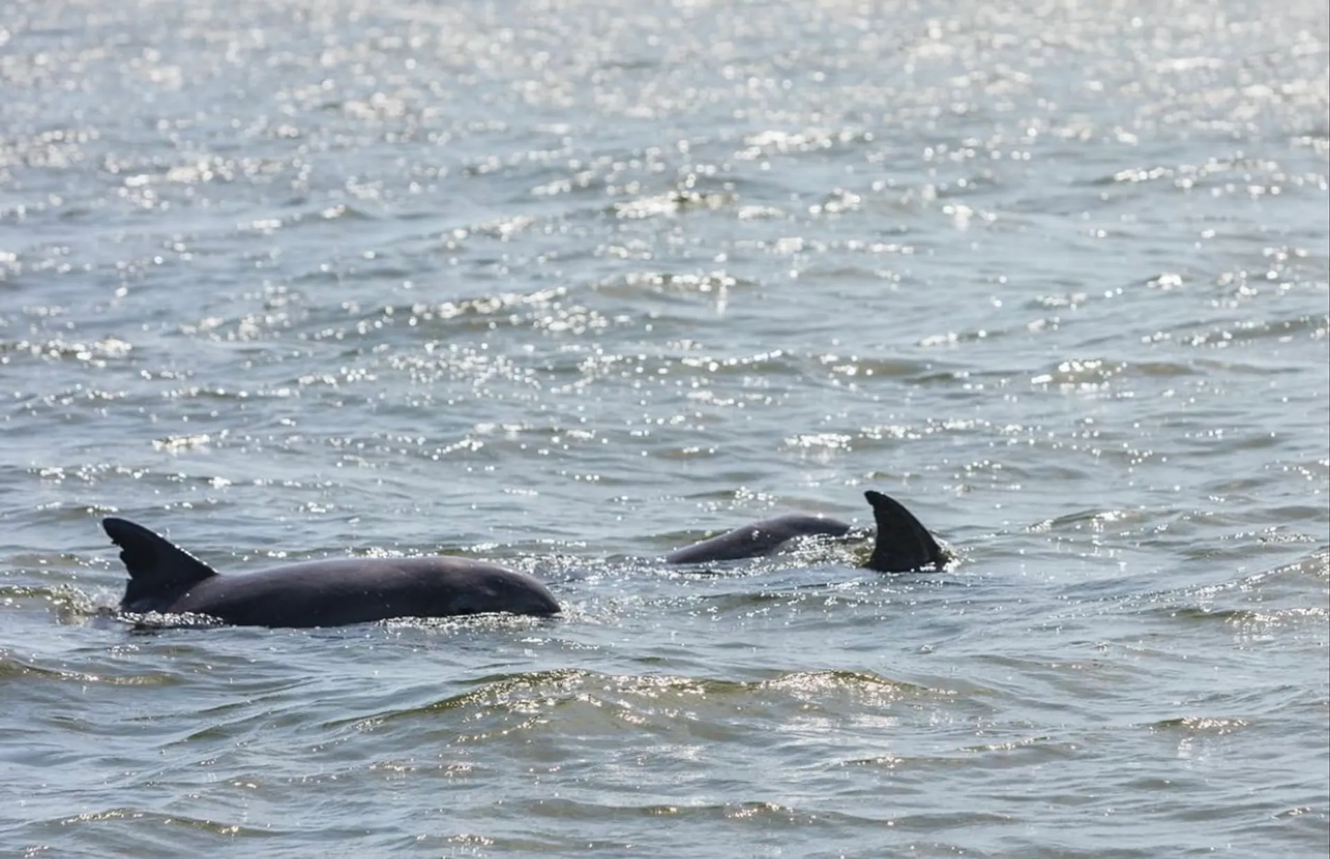 Private BYOB Luxury Monohull Sailing in the Charleston Harbor