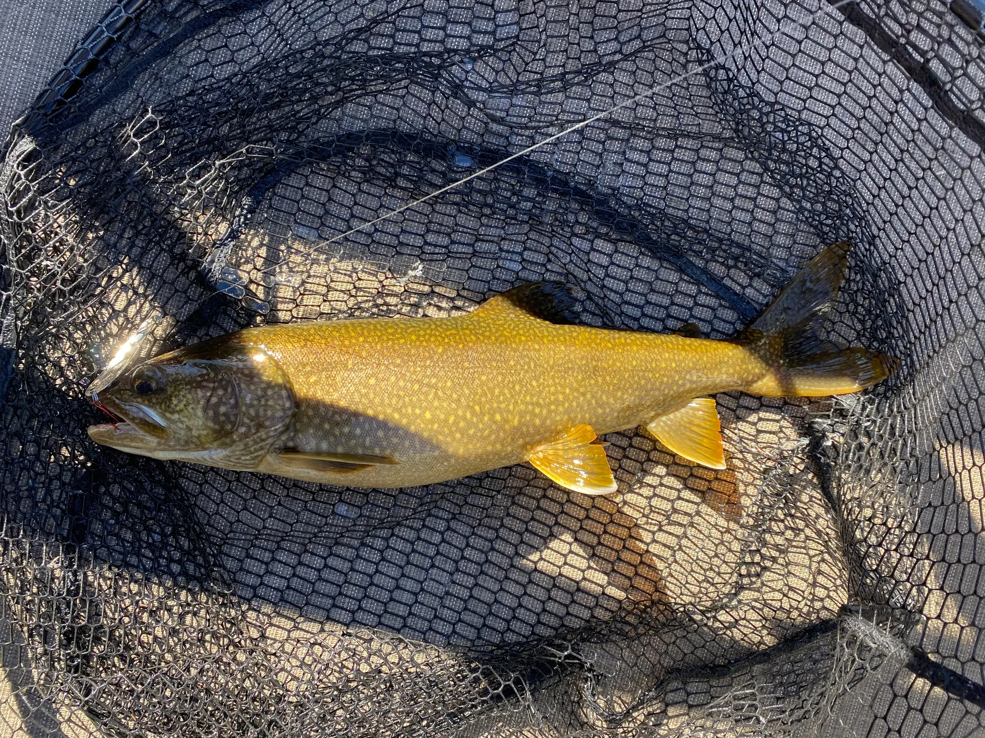 Fishing Adventure on 22' Pontoon w Capt. Charles!