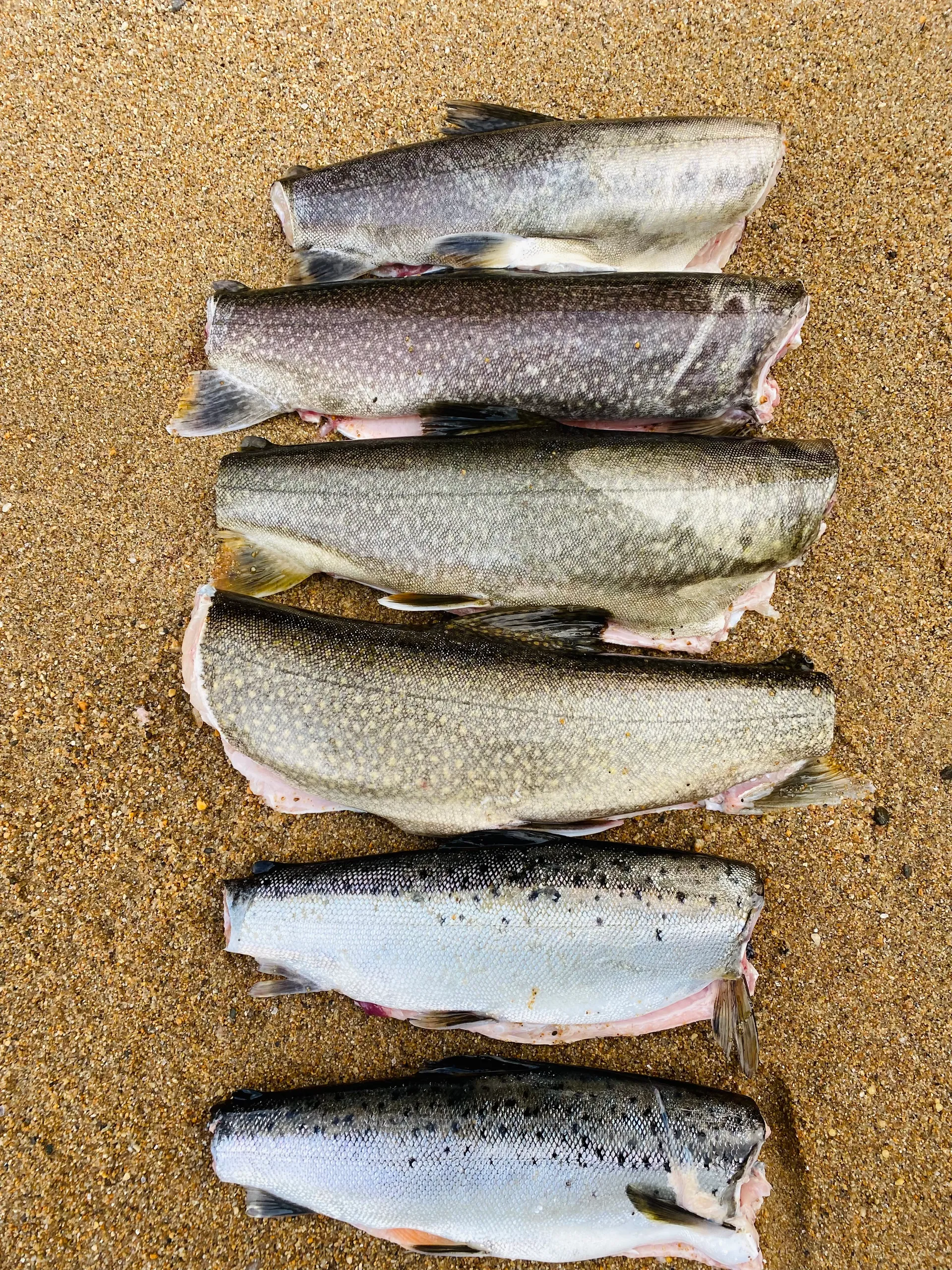 Fishing Adventure on 22' Pontoon w Capt. Charles!