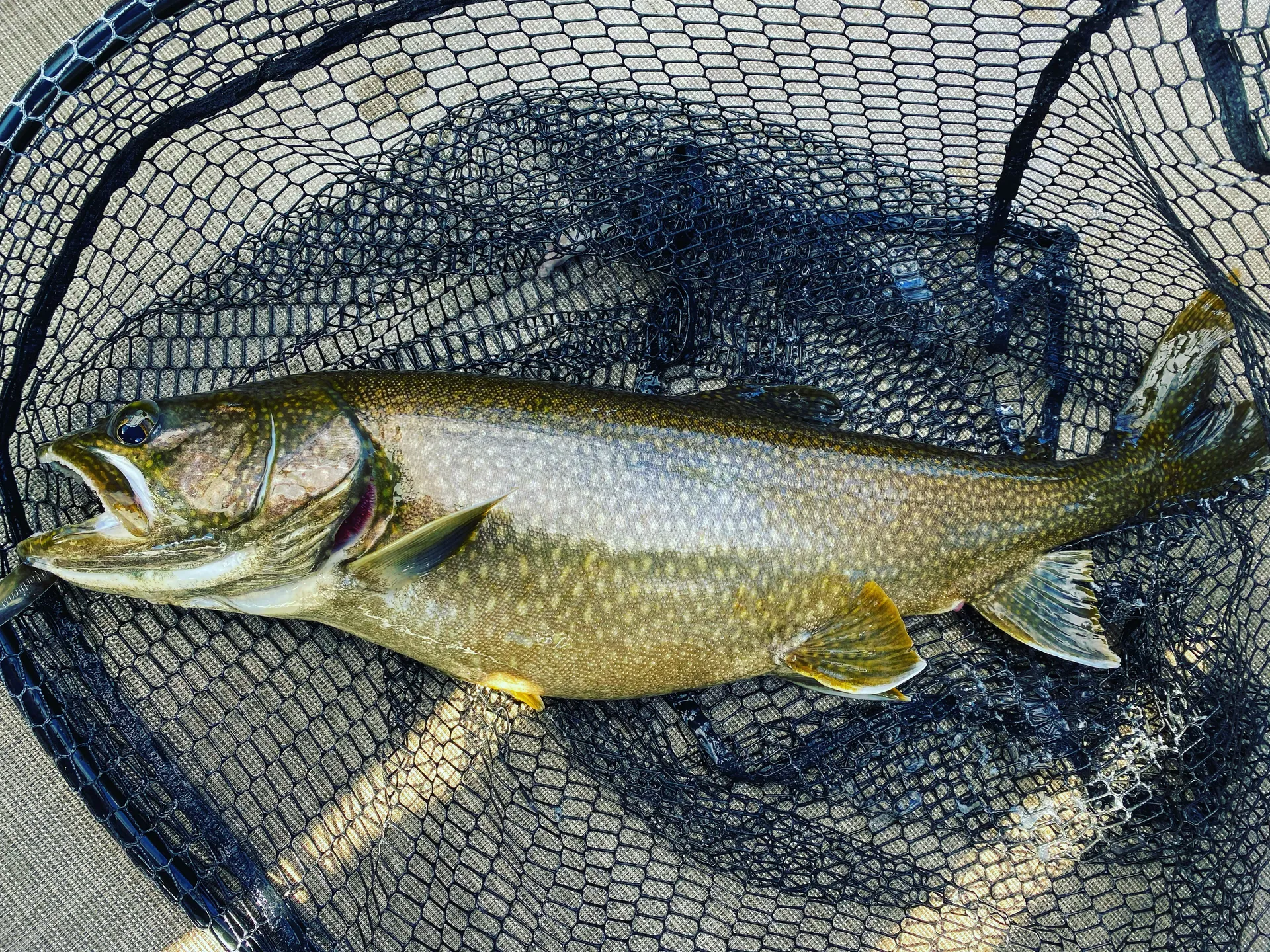 Fishing Adventure on 22' Pontoon w Capt. Charles!
