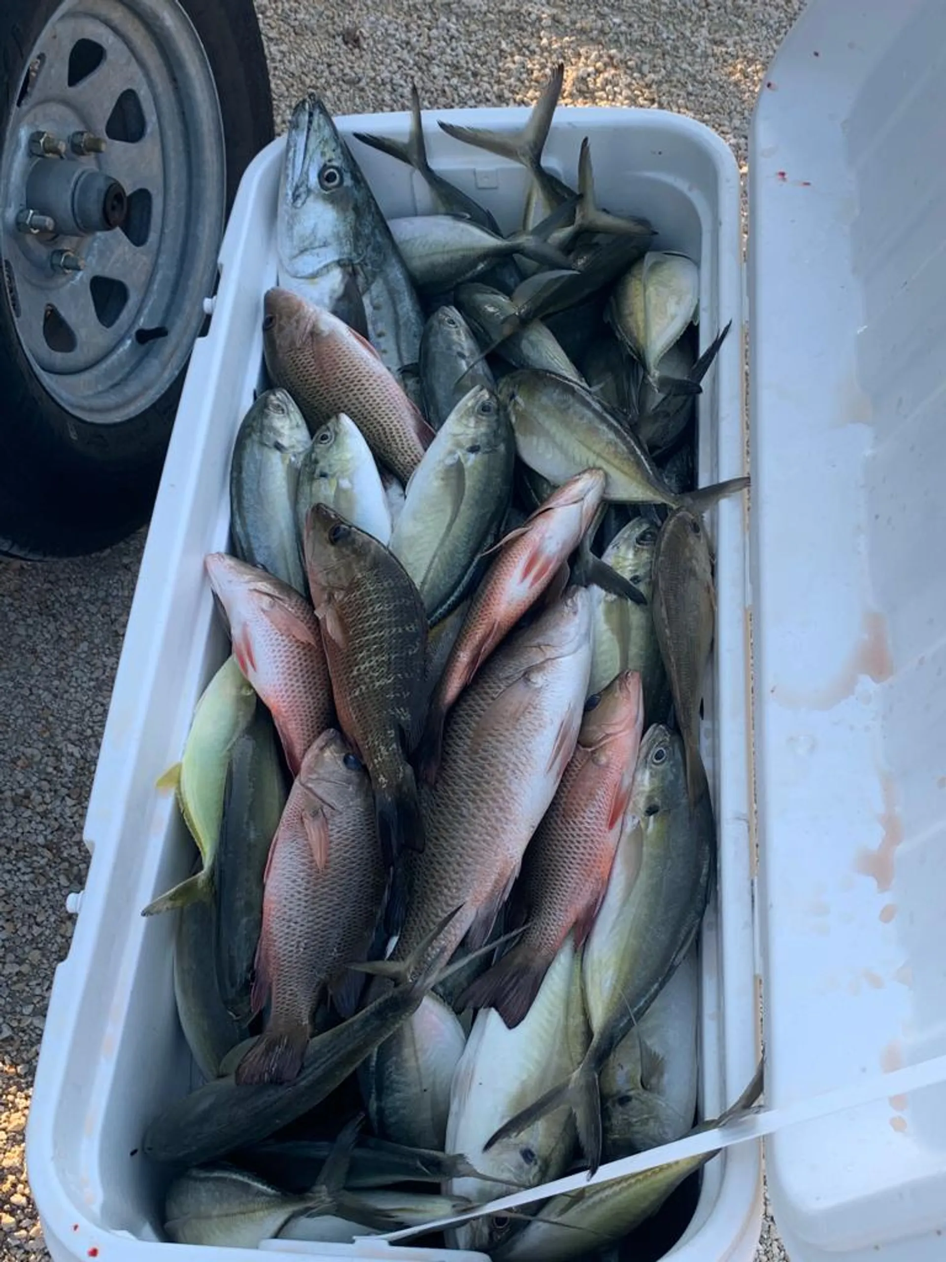 Cobia Boats 214 Cc F150 Yamaha in Plantation, FL — photo 8