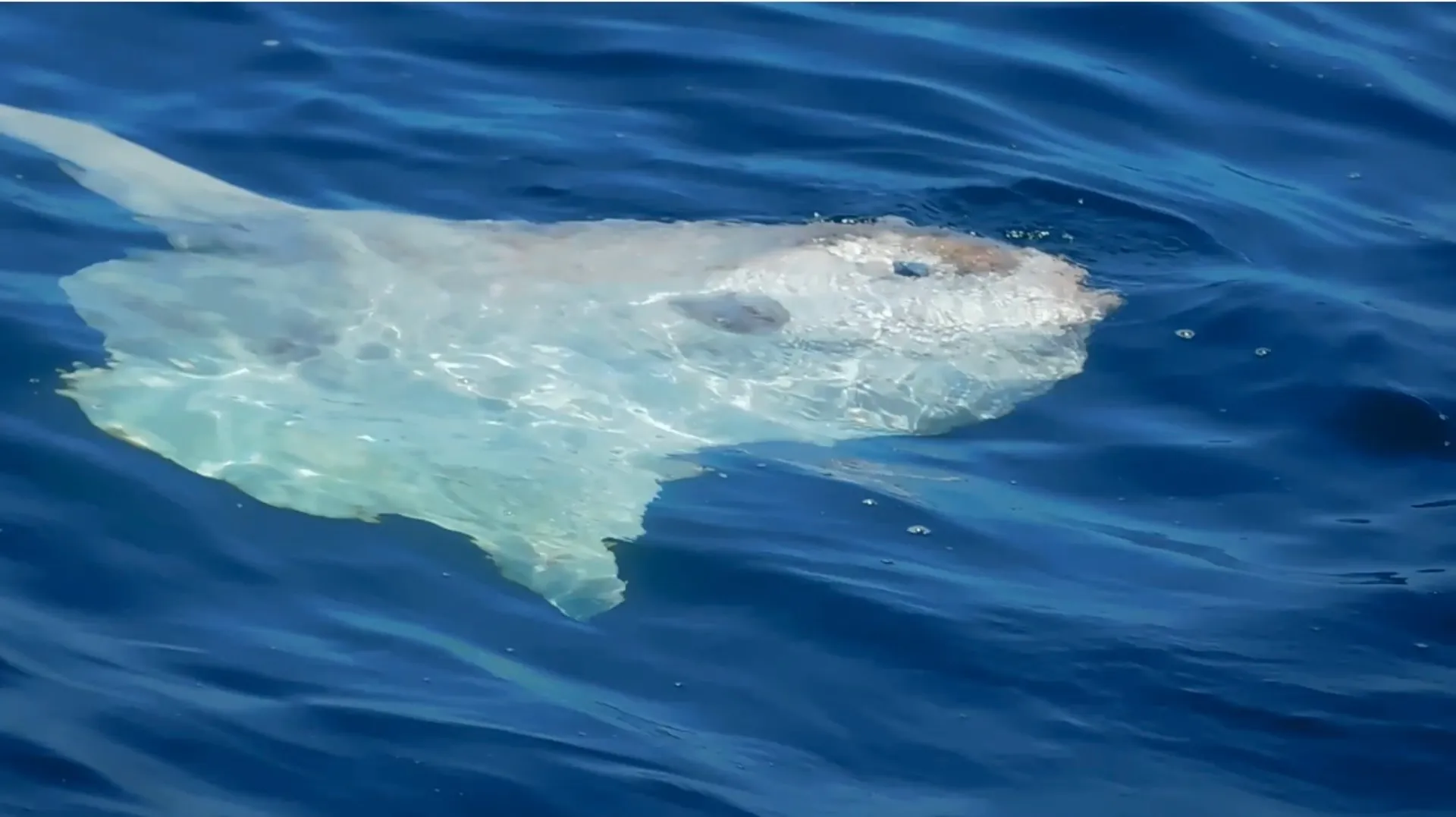  39 Passenger Custom Party Cruiser