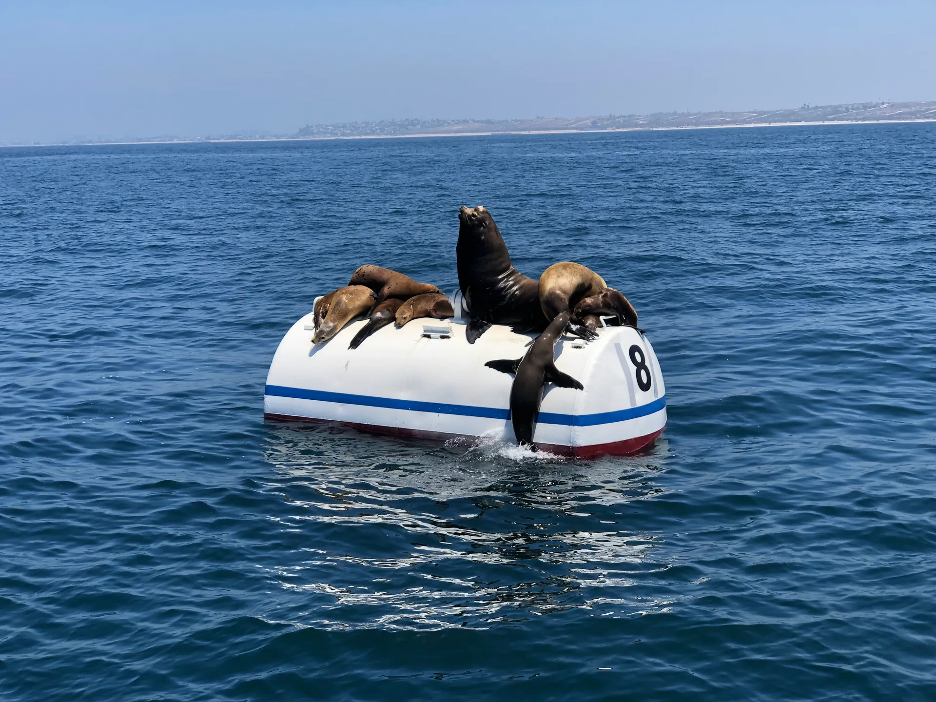  39 Passenger Custom Party Cruiser