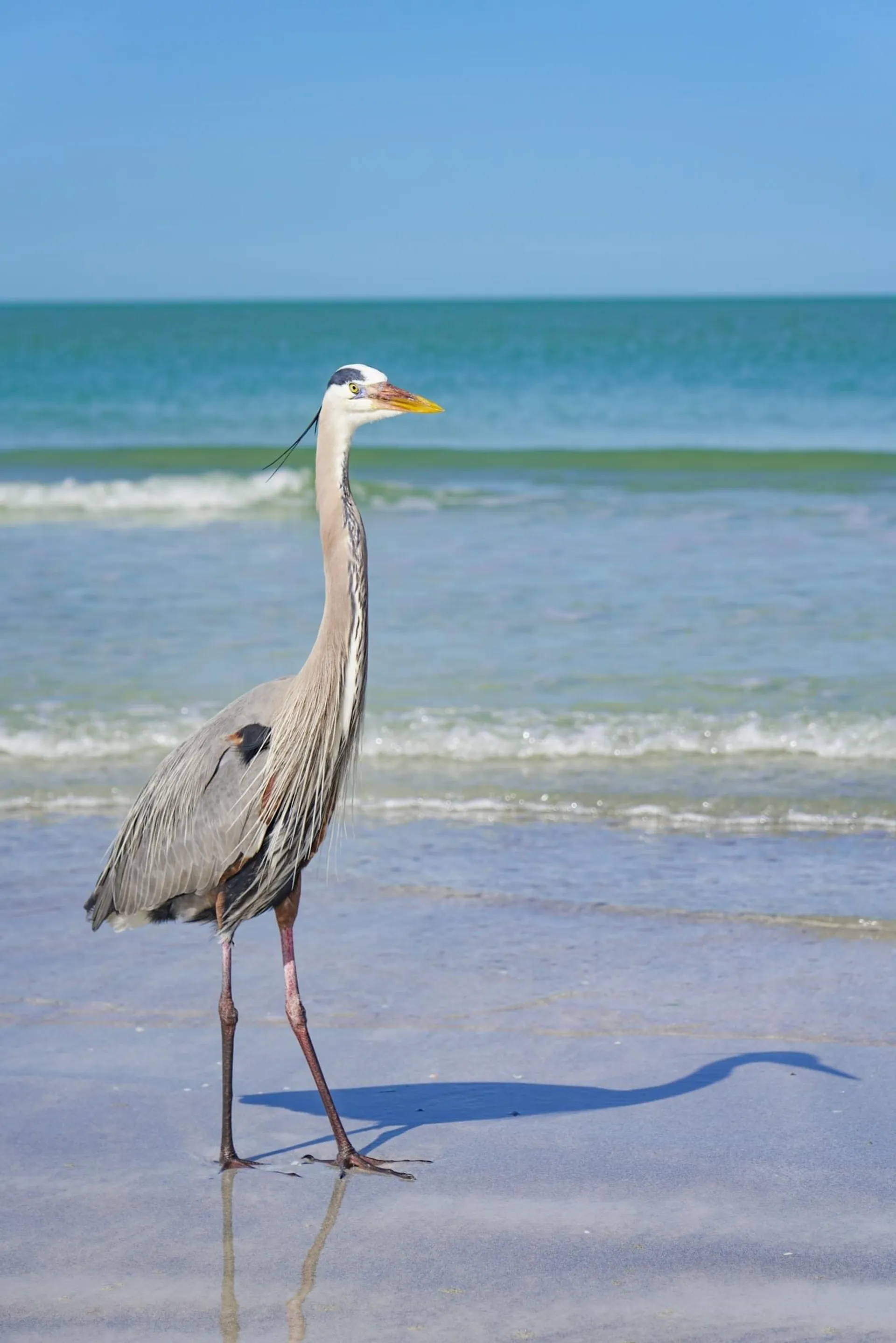 Sea Ray SPX 210 (Captain & Fuel Included) 6 passengers max